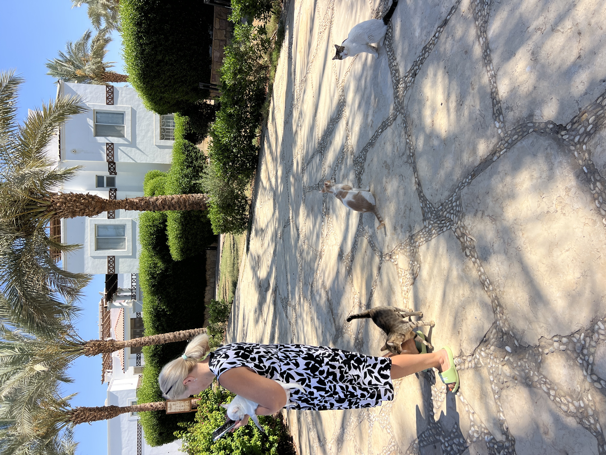 A woman with blonde hair in a ponytail, wearing a black and white patterned dress and light green sandals, is standing on a paved walkway. She is holding a small white dog in her left arm. The walkway is made of light-colored stones arranged in a decorative pattern. Several cats are visible on the walkway: a white and black cat to the upper left, an orange and white cat in the middle, and a tabby cat to the right, near the woman's feet.
The background features a white building with windows and balconies, surrounded by lush green bushes and palm trees. The scene appears to be an outdoor area, likely a resort or hotel, given the architecture and landscaping. The lighting suggests it is a sunny day, with dappled shadows cast by the palm trees on the walkway.
The woman seems engaged with the animals, looking down at them. The overall atmosphere is relaxed and casual, suggesting a moment of interaction with the local feline population during a vacation. The location cues, such as the palm trees and the style of the building, are consistent with a warm climate. No visible text is discernible in the image.