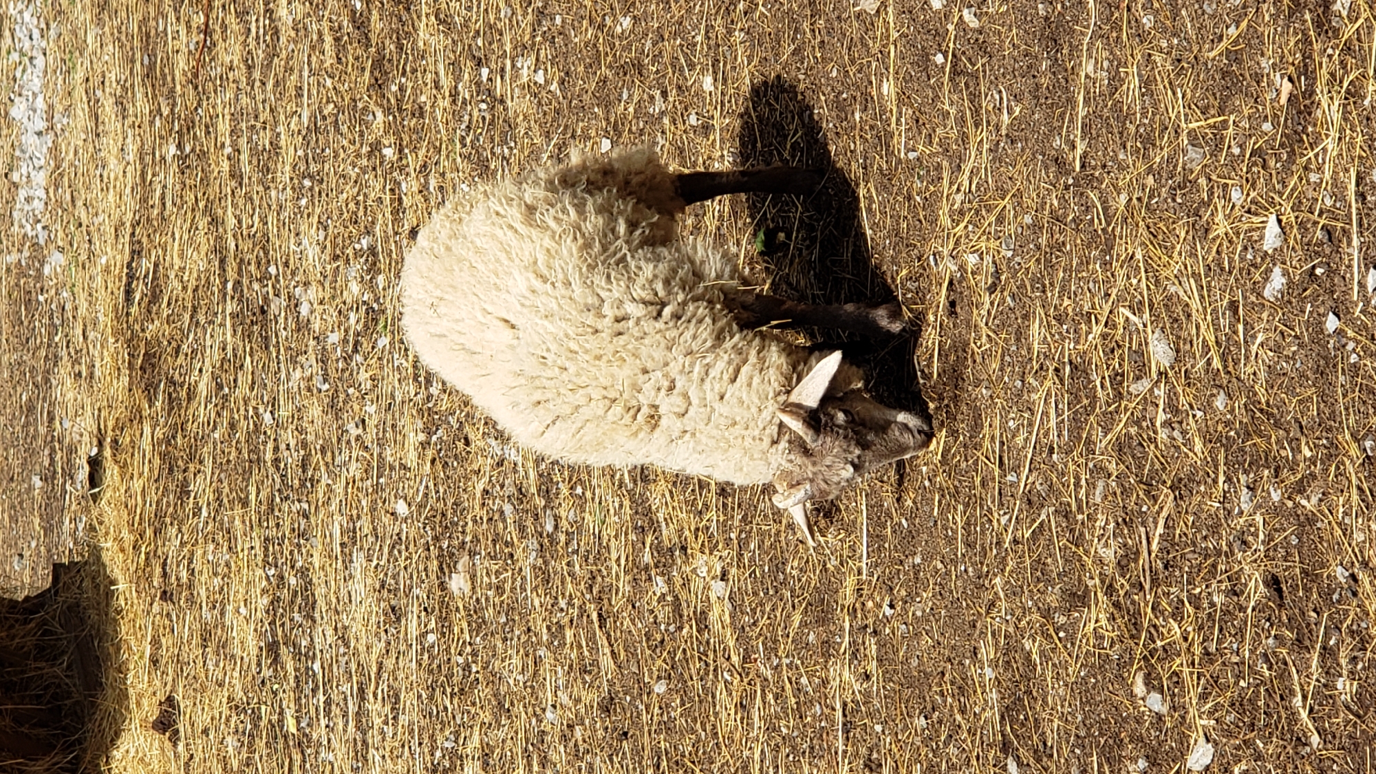 A sheep with curly, off-white wool and small, curved horns is foraging on a patch of dry hay and dirt. The sheep is positioned in the center of the frame, facing downwards with its head low to the ground. Its dark legs are visible beneath its woolly body. The ground is covered with a mixture of straw, dry grass, and small stones, suggesting an outdoor enclosure or pasture. In the upper left corner, a dark, textured object, possibly a tree trunk or hay bale, casts a shadow. The lighting indicates it is daytime, with a distinct shadow cast by the sheep to its right. The image provides a close-up view of the animal and its immediate surroundings. There is no information in the image to suggest a location in Prešov, Slovakia.