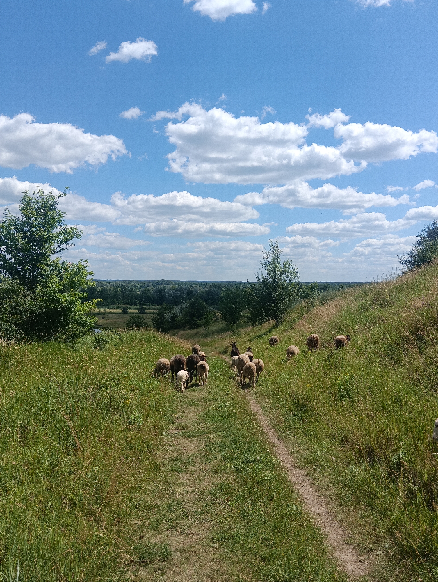 A flock of sheep grazes and walks along a dirt path on a grassy hillside under a blue sky with fluffy white clouds. The sheep are a mix of light and dark brown, and several are walking away from the camera. In the foreground, tall green grass and wildflowers line the path. To the left of the path, a large green tree stands prominently. Beyond the hillside, a vast expanse of green trees stretches to the horizon, suggesting a rural or natural landscape. The lighting suggests it is daytime, likely midday or afternoon, with bright sunshine. The scene evokes a sense of peace and pastoral tranquility. No text is visible in the image.