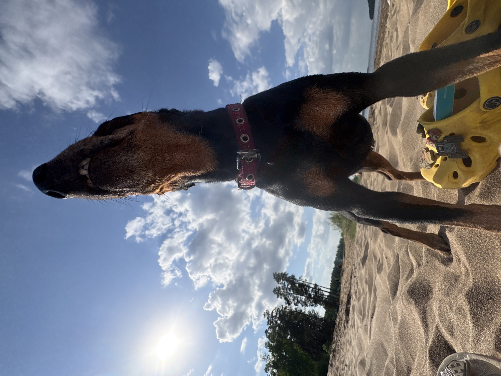 A close-up, low-angle, outdoor shot shows a Doberman Pinscher dog wearing a red collar on a sandy beach in the city of Chaikovsky, Russia. The dog is oriented horizontally, with its head to the left and rear to the right. The dog's head is angled upward toward a blue sky with white clouds and a bright sun. The sand has ripple patterns. In the upper right corner, there are yellow Crocs shoes with charms. In the background, there is a treeline and a body of water.