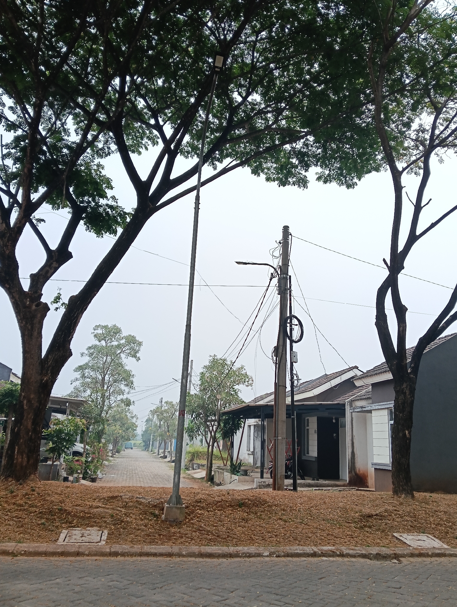 The image depicts a street scene in Parung Panjang, Indonesia, characterized by a residential setting with a paved road and sidewalks lined with trees and houses. Dominating the foreground are two large trees with dense green foliage, their branches spreading wide. A lamppost stands between them, and further down the road, a utility pole is laden with numerous electrical wires and equipment. The houses visible are single-story structures with tiled roofs and varying facade colors, some featuring carports. The road itself is paved with interlocking bricks, and the area adjacent to the sidewalk is covered in a thick layer of dry brown leaves. The sky is overcast, casting a diffused light on the scene, and a slight haze is present, suggesting it might be early morning or late afternoon. No people are visible in the image, and the environment appears quiet and tranquil.