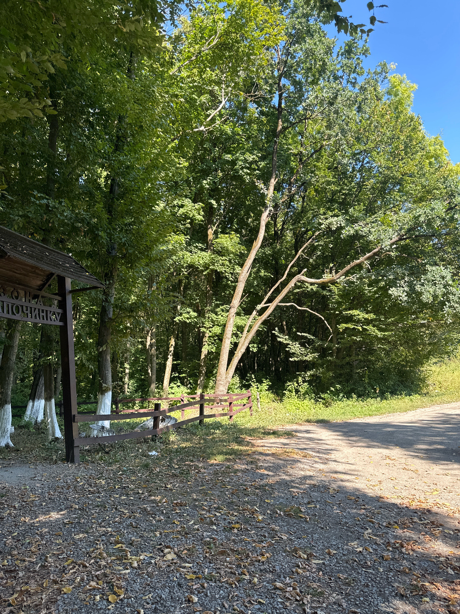 An outdoor scene at the edge of a forest features a wooden signpost with dark lettering that reads "Зона відпочинку" (Recreation Area) in Cyrillic script. The signpost is partially obscured by the canopy of a large tree. A wooden fence runs horizontally across the midground, separating a gravel-covered area from a grassy verge and a paved road that curves into the background on the right. Several trees with white-painted bases stand to the left of the signpost. The ground is covered with gravel and fallen leaves, and the forest is dense with green foliage under a clear blue sky. The image is a photograph taken during daylight hours.
