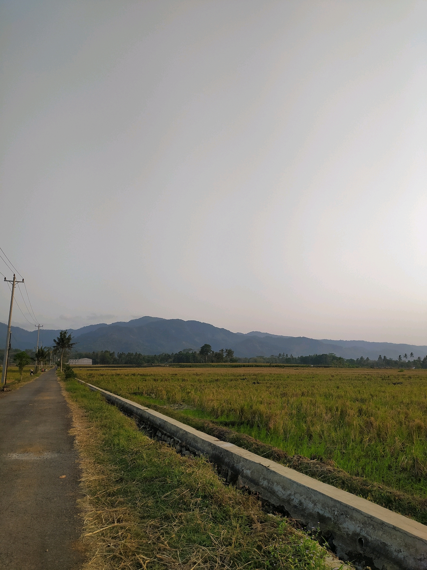 The image depicts a rural landscape in Dermasari, Indonesia, characterized by a road, rice fields, and distant mountains under an overcast sky. A paved road occupies the left side of the frame, curving slightly into the distance. Beside the road, utility poles with wires are visible, along with a few palm trees and a low-lying building.
To the right of the road, vast rice fields stretch towards the horizon. The rice appears to be in its golden-yellow stage, suggesting it is ready for harvest. A concrete irrigation channel runs alongside the edge of the road, separating it from the fields. Beyond the fields, a range of lush, green mountains forms the backdrop, their peaks softened by the atmospheric haze. The overall impression is one of a tranquil, agrarian setting. No people are prominently featured in the image, though a distant figure can be seen on the road, and a few dark shapes in the field may represent animals or scattered debris.