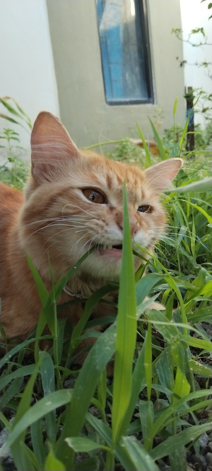An orange tabby cat is partially obscured by tall green grass, with its mouth open and teeth visible as it appears to be chewing on a blade of grass. The cat's head is turned slightly to the right, and its amber eyes are visible. In the background, a light-colored wall and a dark-framed window with a blue interior are present. The scene appears to be an outdoor environment, possibly a garden or yard, near a building. The ground is covered with soil and small stones. The image was taken in Duman, Indonesia.