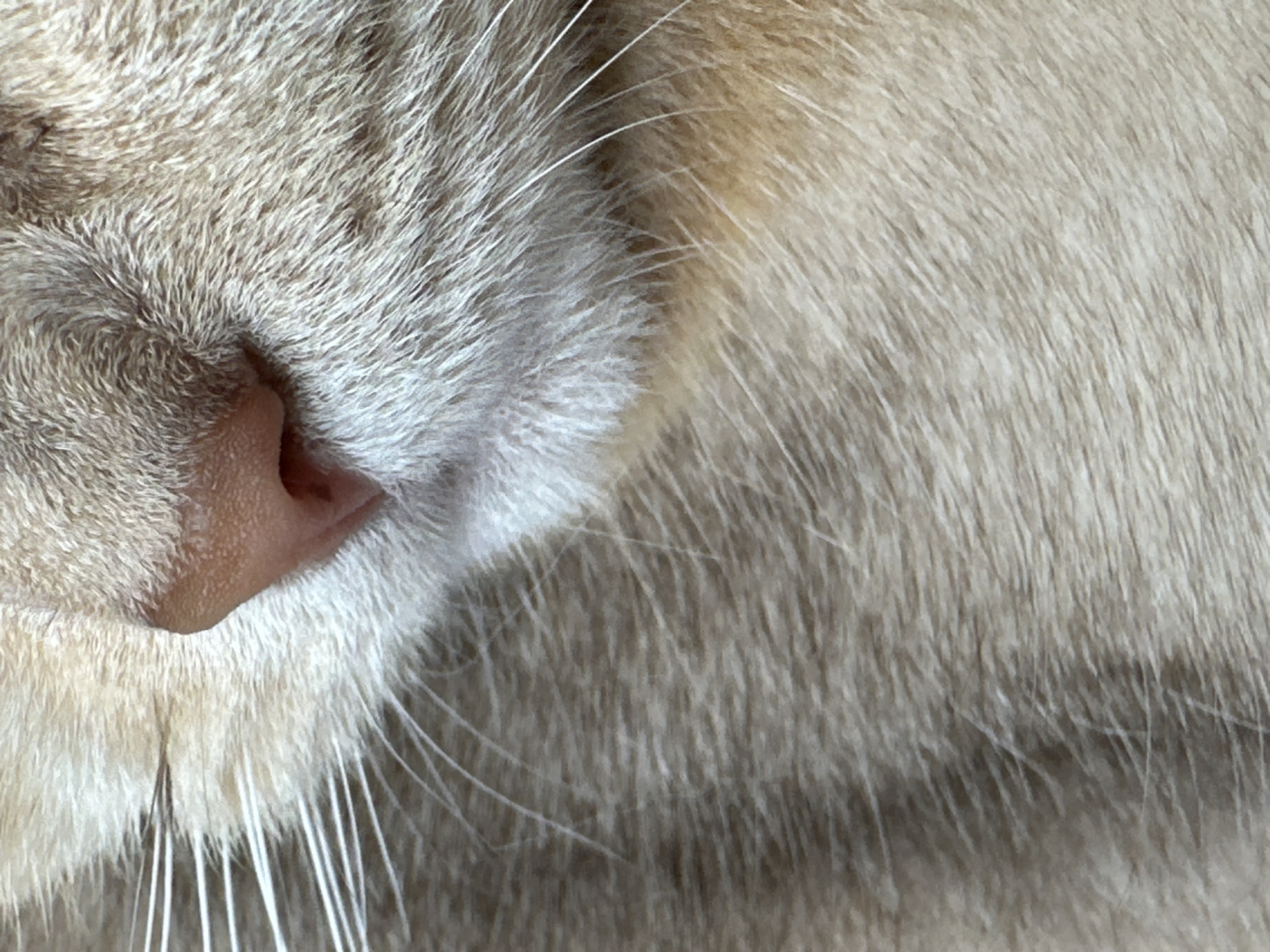 The image shows a close-up of a cat's nose and surrounding fur. The nose is pink and slightly open, with a textured surface. The fur is a mix of light brown and gray, with individual hairs clearly visible. Some white whiskers are also present.