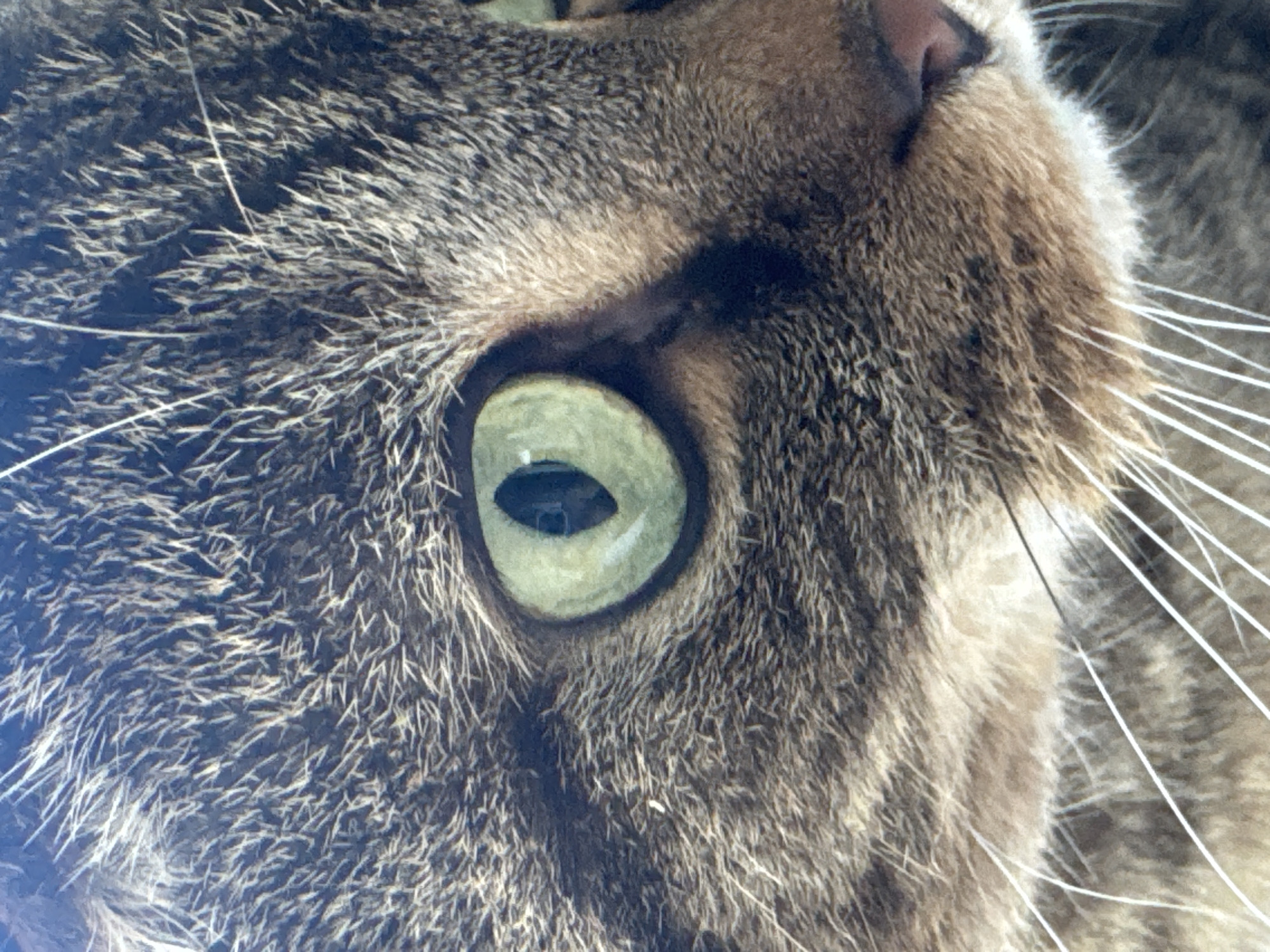 A close-up, low-angle shot of a cat's face shows its green eye, fur, and whiskers. The cat is a tabby, with striped grey and brown fur. Its eye is large and round, with a dark pupil in the center. The fur is short and dense, with some longer white whiskers extending from its muzzle. The background is blurred and out of focus, suggesting the cat is the main subject. There are no people or other objects visible in the image. The lighting is natural, possibly from sunlight, casting a slight shadow across the cat's face. The image does not provide any information about the location in Chaikovsky, Russia.