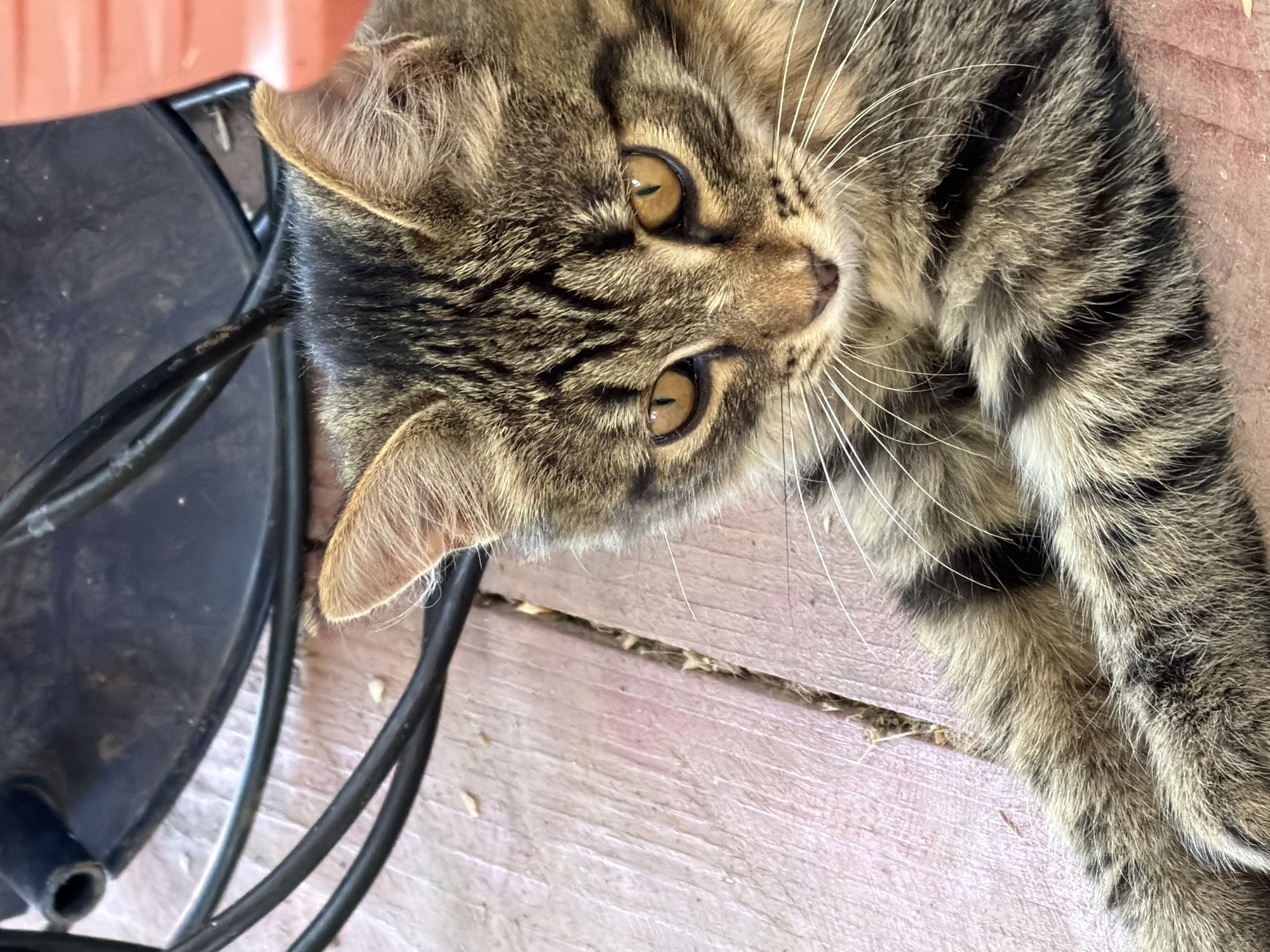 A domestic cat with brown and black tabby markings is resting on a wooden surface. The cat's eyes are a golden-yellow color, and its whiskers are long and white. The wooden surface appears to be weathered and is made up of planks. In the background, there are some black cables and a dark object, possibly a piece of machinery. To the right, a portion of an orange object is visible. The setting is likely outdoors, given the natural lighting and the weathered appearance of the wood. The location is described as being in the city of Shumki, Russia.