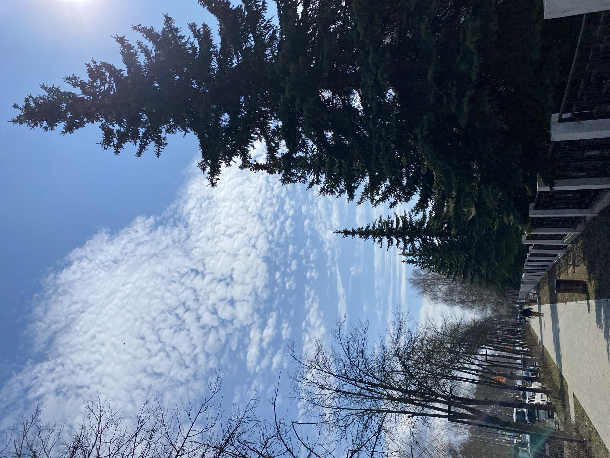 This media file captures an outdoor scene, rotated 90 degrees clockwise from its natural orientation, depicting a bright sky, diverse trees, and a pathway in what appears to be a cemetery or memorial park in Chaikovsky, Russia.
The upper portion of the image (when correctly oriented) features a vibrant blue sky dotted with numerous small, white, patchy clouds, resembling altocumulus formations. The sun, a bright light source, is visible in the top left corner, casting some glare.
Dominating the top and right side of the frame are tall, dark green coniferous trees, likely pines or firs, their dense foliage silhouetted against the sky in places. Along the bottom and extending into the middle distance on the left, a row of bare deciduous trees with intricate, dark branches is visible, suggesting a late winter or early spring season.
A light-colored paved path, possibly made of concrete or light pavers, runs along the right side of the image, bordered by a row of uniform, rectangular grey or white structures resembling tombstones or memorial plaques. Further along this path, one person is visible walking away from the viewer, dressed in dark clothing. In the distance, other vehicles, possibly cars or vans, are parked or moving along what appears to be an adjacent road or parking area. A park bench can also be seen further down the path.
The scene conveys a peaceful and serene atmosphere, typical of a memorial ground or a quiet park on a sunny day. No legible text is visible on any signs or structures within the image.