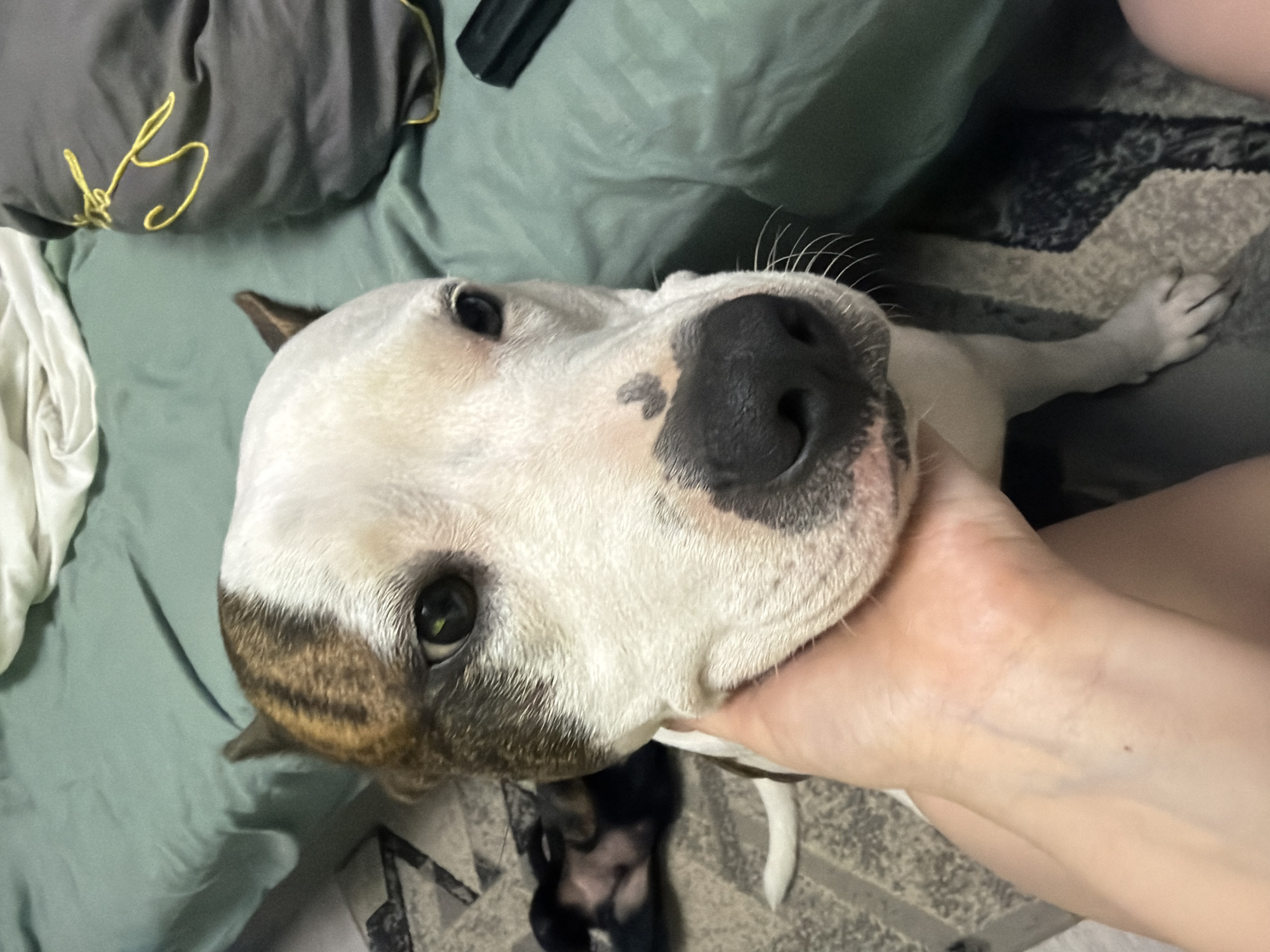 A close-up shot shows the head of a white and brown pit bull dog being held by a person's hand. The dog's head is angled slightly to the left, with its black nose and dark eyes visible. A small, heart-shaped dark marking is present on its nose. The dog's fur is short and appears clean. The background features a teal-colored surface, possibly a bed or couch, and a dark pillow with yellow embroidery. A patterned rug is visible on the floor. The image is shot indoors, likely in a residential setting. There is no indication of the specific location within Tuapse, Russia.