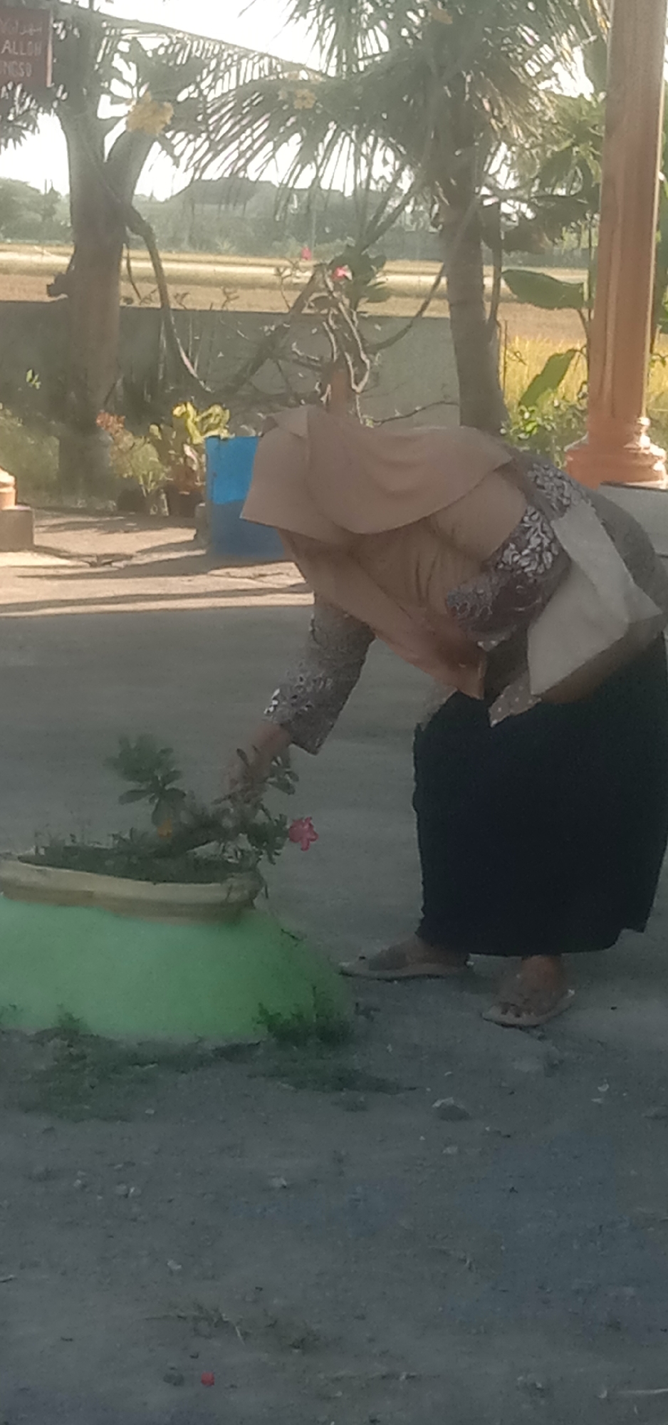 The image, taken in Cangkringrandu, Indonesia, shows a person wearing a light brown hijab and a dark skirt bending over a planter. The planter is a light green, irregularly shaped container with a plant that has a single pink flower. The person is wearing patterned long sleeves and light-colored sandals. In the background, there are palm trees, a blue cylindrical object, and a beige pillar. The ground is a mixture of dirt and gravel. The lighting suggests it is daytime with sunlight casting shadows.