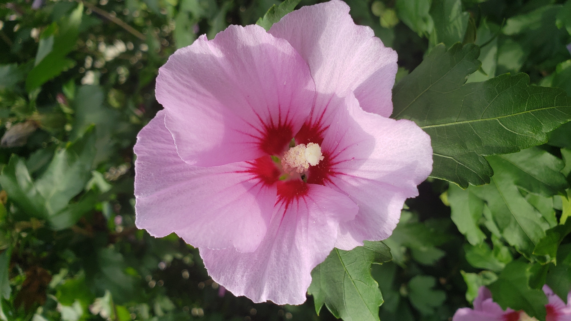 A close-up, vertical shot captures a single, light pink hibiscus flower in full bloom. The flower's petals, with their delicate, crinkled edges, are a soft hue, gradually deepening to a vibrant red at the center. Within the center, a cluster of pale yellow stamen forms a fluffy punctuation mark. The flower is set against a backdrop of lush, dark green foliage, which appears slightly out of focus. This scene suggests a garden setting, possibly in a public park or private garden within the city of Prešov, Slovakia, where such flowering plants are common in green spaces. No people or specific landmarks are visible.