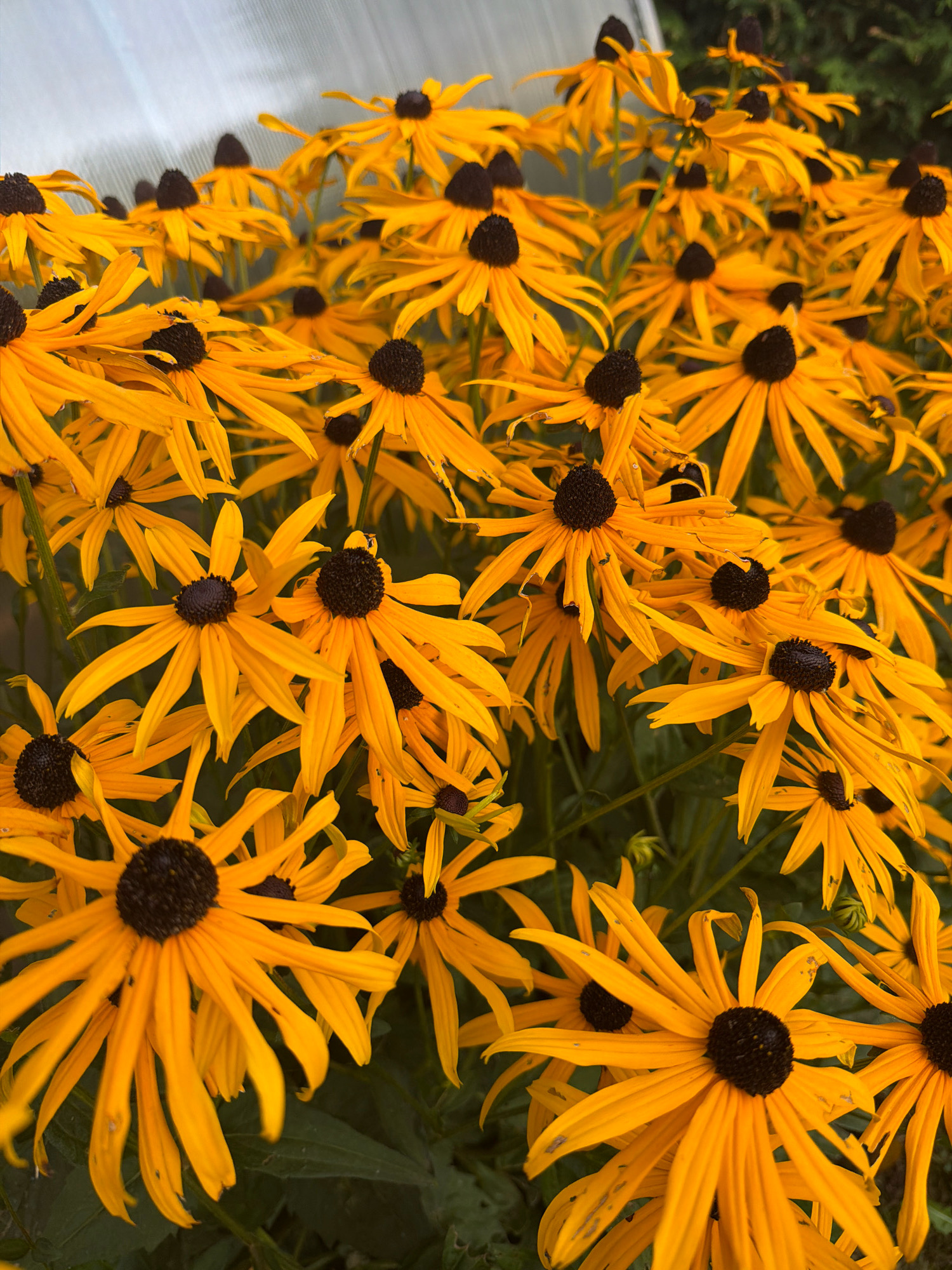 A close-up, vertical shot depicts a dense cluster of blooming black-eyed Susans. The flowers are vibrant yellow with dark brown centers. They are densely packed, with some petals overlapping and others extending outwards. The background is blurred, showing hints of green foliage and a pale, diffused light source. The scene is photographed outdoors, likely in a garden setting. There are no people or animals visible in the image. The location is specified as Stupino, Russia.