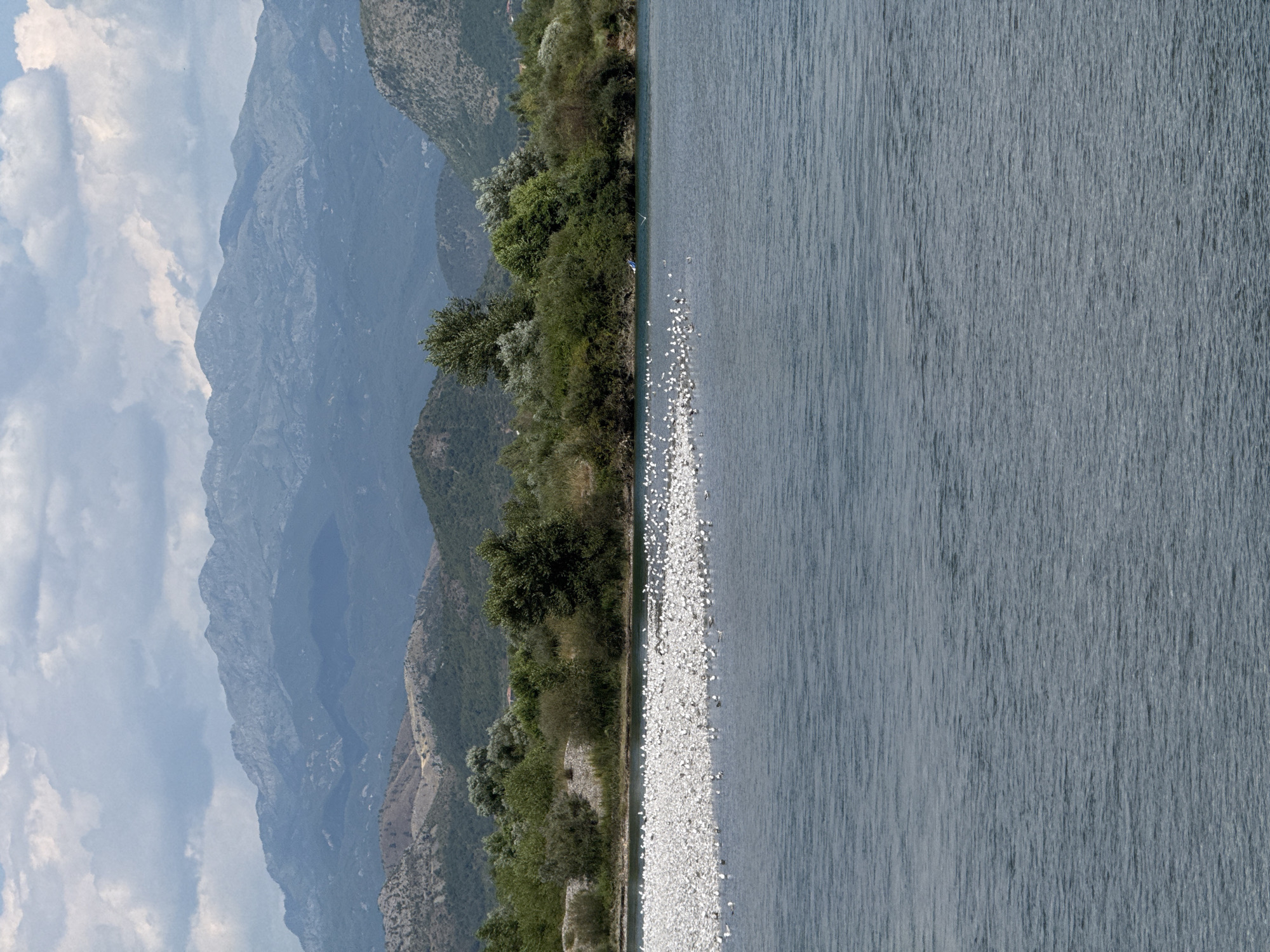 A body of water, likely a river, occupies the lower half of the frame. A wide bank of white pebbles is visible in the left middle ground, densely populated by a large flock of white birds, likely seagulls. Beyond the pebble bank and water's edge, a line of lush green trees and shrubs forms a dense vegetation line across the midground. In the background, a series of rolling, verdant hills rise, transitioning to more rugged, rocky mountains in the far distance under a cloudy sky. The scene is likely situated in or near Bërdicë, Albania, a region known for its natural landscapes encompassing rivers, hills, and mountains.