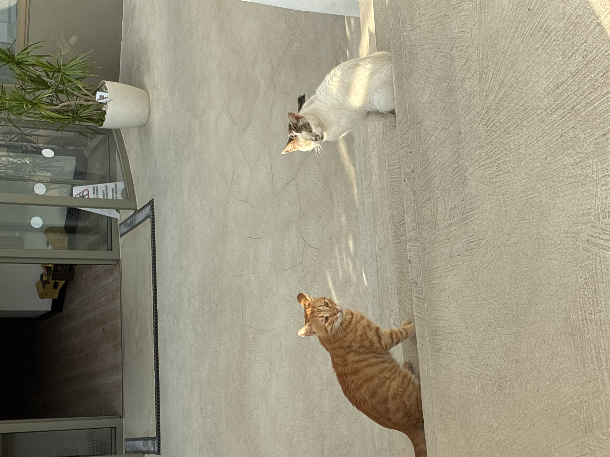 Two cats are sitting on a concrete staircase outdoors. On the left, an orange tabby cat is sitting with its body facing forward and its head turned to the right. On the right, a white cat with dark patches on its head and back is sitting facing forward. Behind the cats, there is a doorway leading into a building with wooden flooring. To the right of the doorway is a potted plant. The scene is located in Alanya, Turkey.