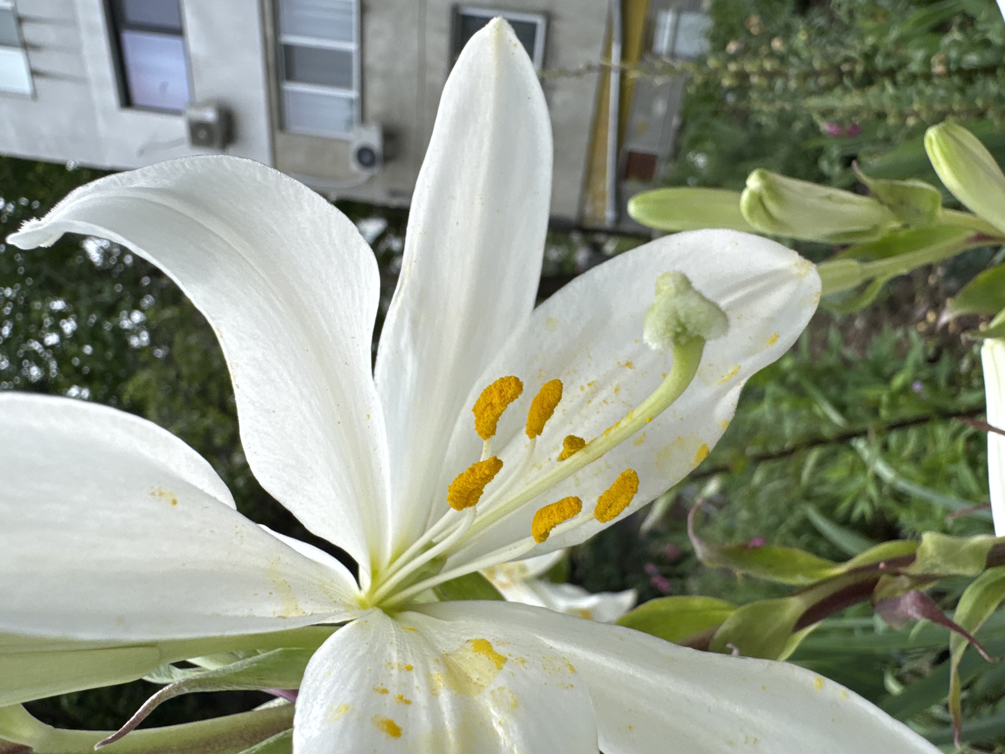 A close-up, low-angle shot captures a white lily in full bloom, its petals unfurling to reveal vibrant yellow stamens dusted with pollen. The lily is positioned in the foreground, with unfurled buds and green stems visible below. In the background, out of focus, is a multi-story apartment building with windows and air conditioning units, characteristic of the cityscape in Varna, Bulgaria. Lush green foliage and hints of other plants fill the mid-ground, suggesting an urban garden or balcony setting. The lighting is natural, likely overcast, casting soft shadows and highlighting the delicate texture of the lily's petals.