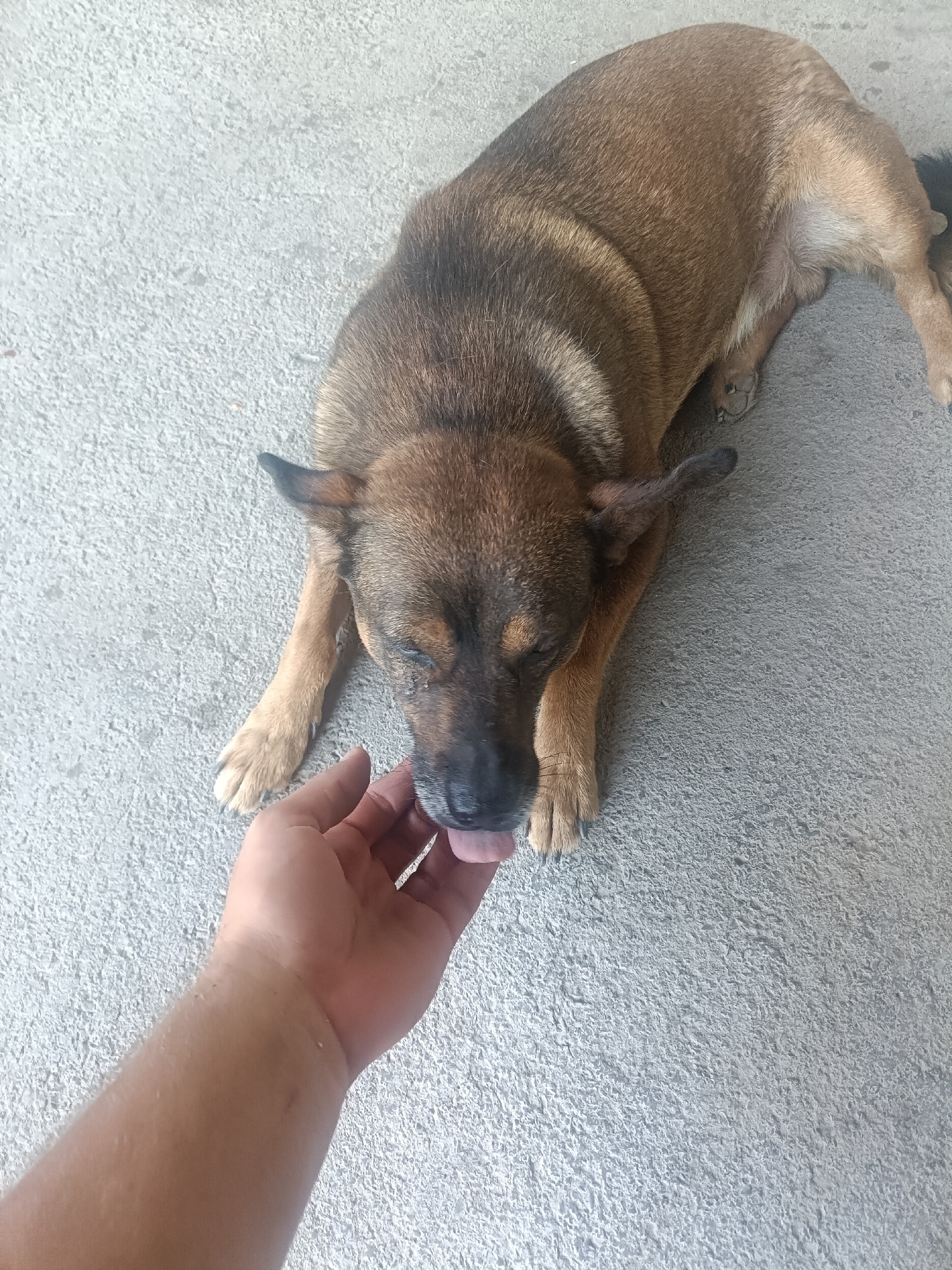 An overhead shot shows a person's hand offering something to a brown and black dog lying on a gray concrete surface. The dog's head is lowered, and its tongue is extended, licking at something held by the hand. The dog has pointed ears and a black nose. The concrete surface appears to be outdoors, possibly in a courtyard or patio. The lighting suggests it is daytime.