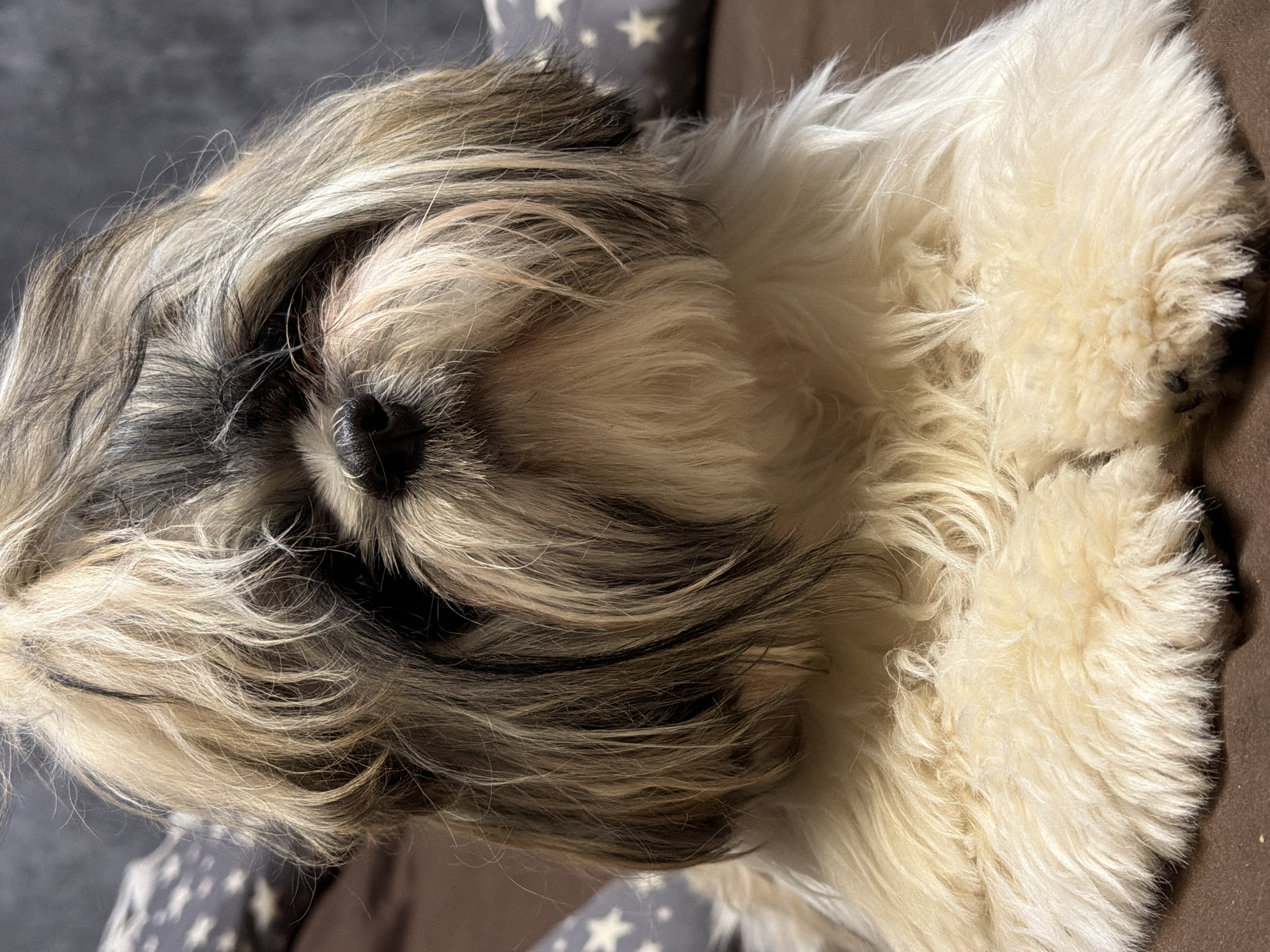 The image shows a close-up of a dog lying down. The dog has long, multi-colored fur, with shades of black, brown, and white. The dog's nose is black and its eyes are obscured by fur. The dog is resting on a surface that appears to be a pillow or cushion, with a pattern of white stars on a gray background visible in the upper left corner of the image. The environment is indoors, possibly a home setting. The exact location is unknown.