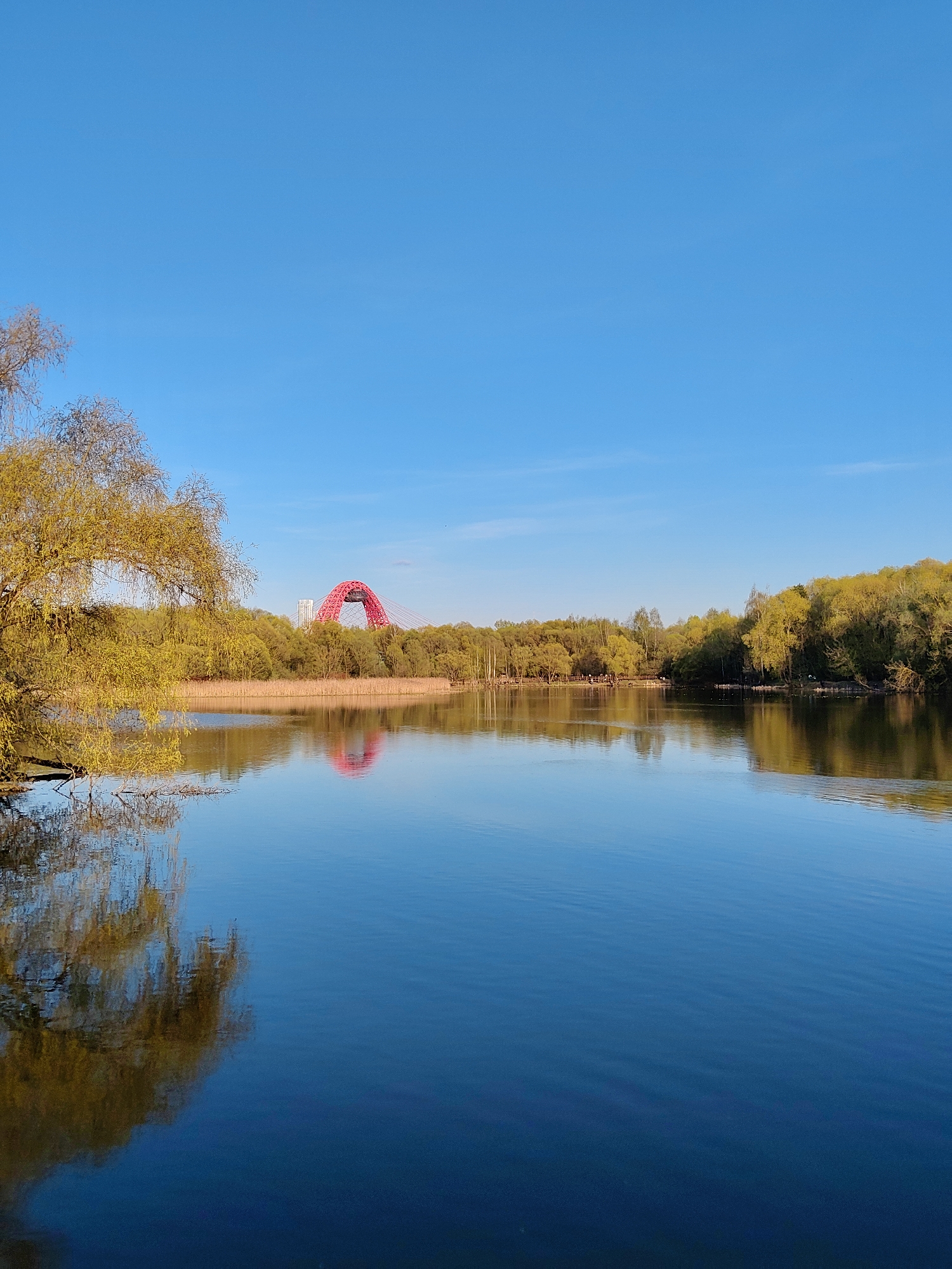 The image depicts a calm body of water with reflections of trees and a distinctive red bridge in the background. The scene is set in Moscow, Russia, featuring the Zhivopisny Bridge, identifiable by its striking red arch and cable-stayed design. The foreground includes a tree with yellow-green leaves. The water is a deep blue color. The sky above is a clear blue with no visible clouds. Trees with varying shades of green line the horizon, creating a natural backdrop to the urban structure.