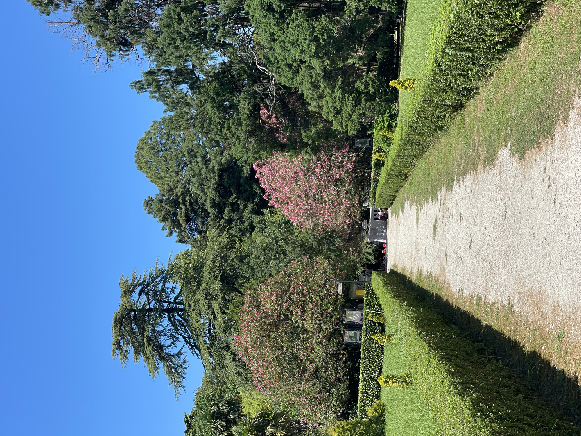 In Sirius, Russia, a paved pathway lined with meticulously trimmed green hedges stretches into the distance, flanked by a verdant lawn. Towering trees with lush green foliage dominate the background, interspersed with flowering bushes displaying vibrant pink blossoms. The clear blue sky above suggests a bright, sunny day. In the distance, a few people are visible near some informational stands.