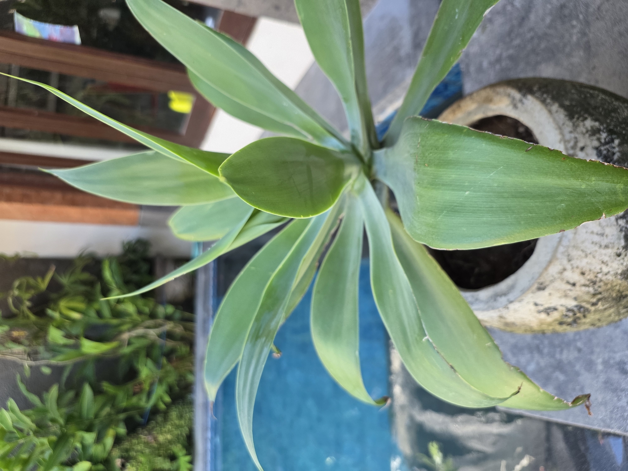 An Agave plant in a weathered pot sits in the foreground, its long, green leaves fanning out. Behind the plant, a bright blue swimming pool is visible, reflecting the surrounding greenery. In the background, a building with wooden-framed windows and doors suggests a residential or resort setting in North Kuta, Indonesia. The overall impression is a peaceful outdoor scene, likely a backyard or patio area.