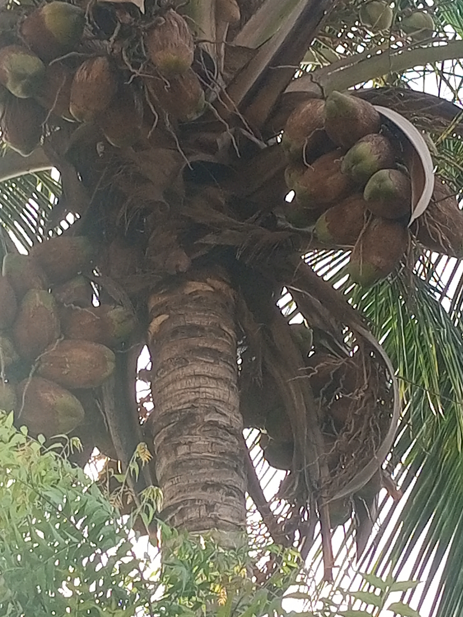 A close-up, low-angle shot captures the dense crown and upper trunk of a mature coconut palm in Sabon Tasha, Nigeria. The central focus is the robust, ringed trunk of the tree, extending vertically through the middle of the frame. Numerous coconuts, in various stages of ripeness, are clustered around the base of the fronds and the top of the trunk. Some coconuts appear green, indicating immaturity, while many others are a brownish, more mature hue, intertwined with fibrous material and dried parts of the palm.
Bright daylight filters through the spaces between the palm fronds, which are partially visible on the right side and upper-left, casting some areas into shadow but generally illuminating the scene. The lighting suggests it is daytime, likely late morning or early afternoon, with a clear sky. In the bottom left and bottom-center foreground, green foliage from a different plant is visible, adding a layer of green to the bottom of the composition. No people or visible activity are depicted, and no text is present in the image. The scene portrays a lush, tropical environment typical of areas where coconut trees thrive.
