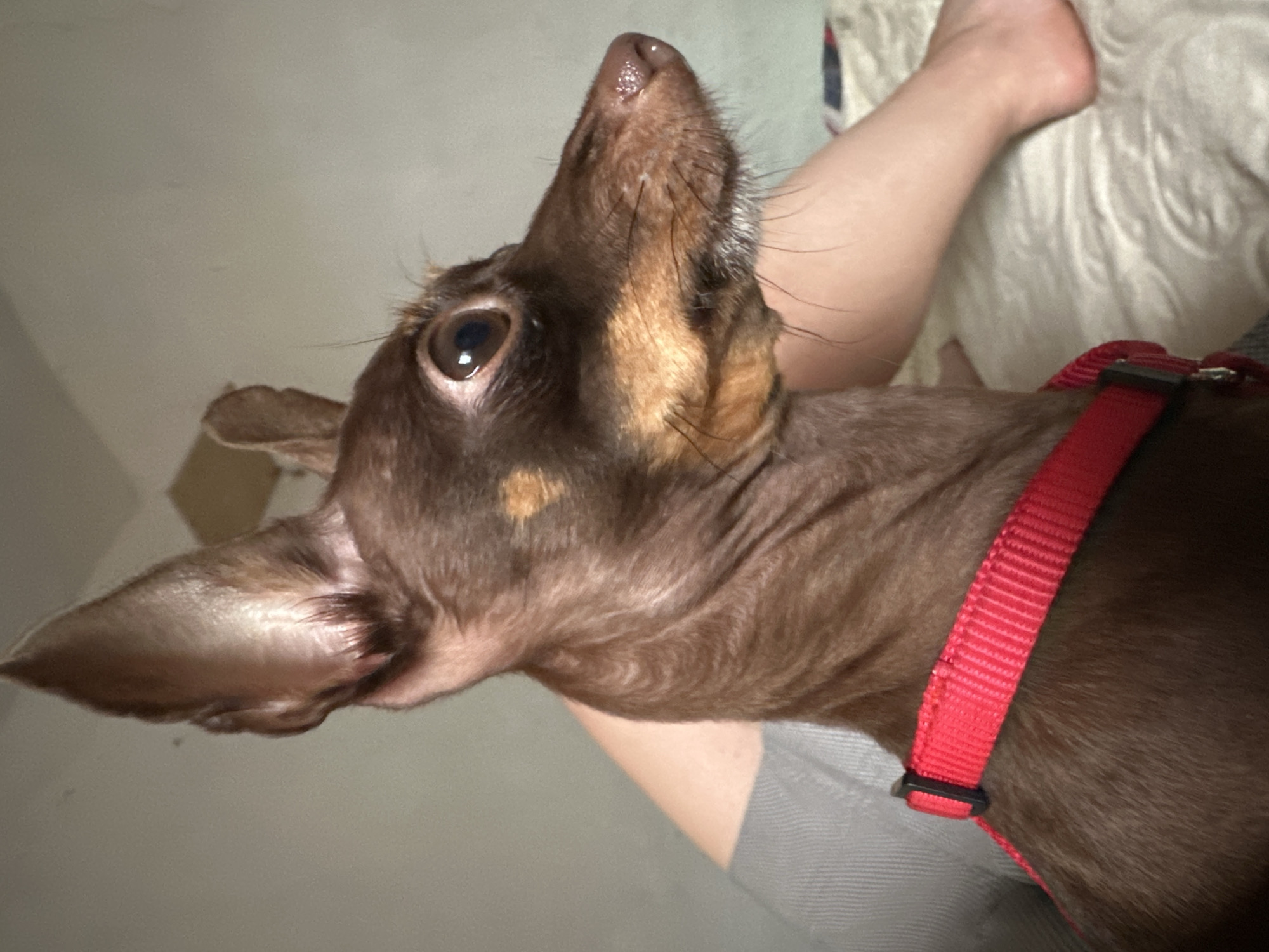 A brown Miniature Pinscher dog with large ears and amber eyes is positioned in the foreground of the image, looking to the right. The dog is wearing a red collar. A person's legs and feet are visible behind the dog, suggesting the dog is on a bed with a white, textured duvet. The background is a neutral-toned wall.