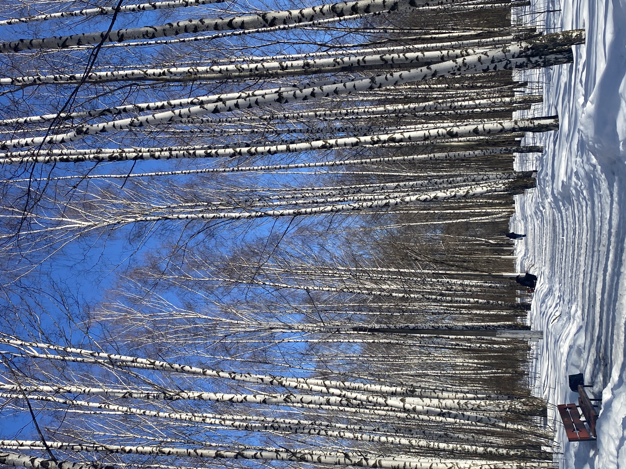 This image depicts a snow-covered park or wooded area in Chaikovsky, Russia, on a clear, sunny day. The scene is dominated by numerous leafless birch trees, characterized by their white bark with dark markings, rising vertically and densely against a vibrant blue sky. A cleared, snow-dusted path extends from the foreground into the background, bisecting the tree grove. In the immediate foreground on the left, a dark red wooden park bench rests on the snow, with a dark object positioned beside it. Further along the path on the left, a person in dark clothing is observed in a crouched or stooping position near a tree trunk. Another individual, also in dark attire, walks away from the viewer on the right side of the path in the mid-ground. Tree shadows are cast across the snow-covered ground and path.