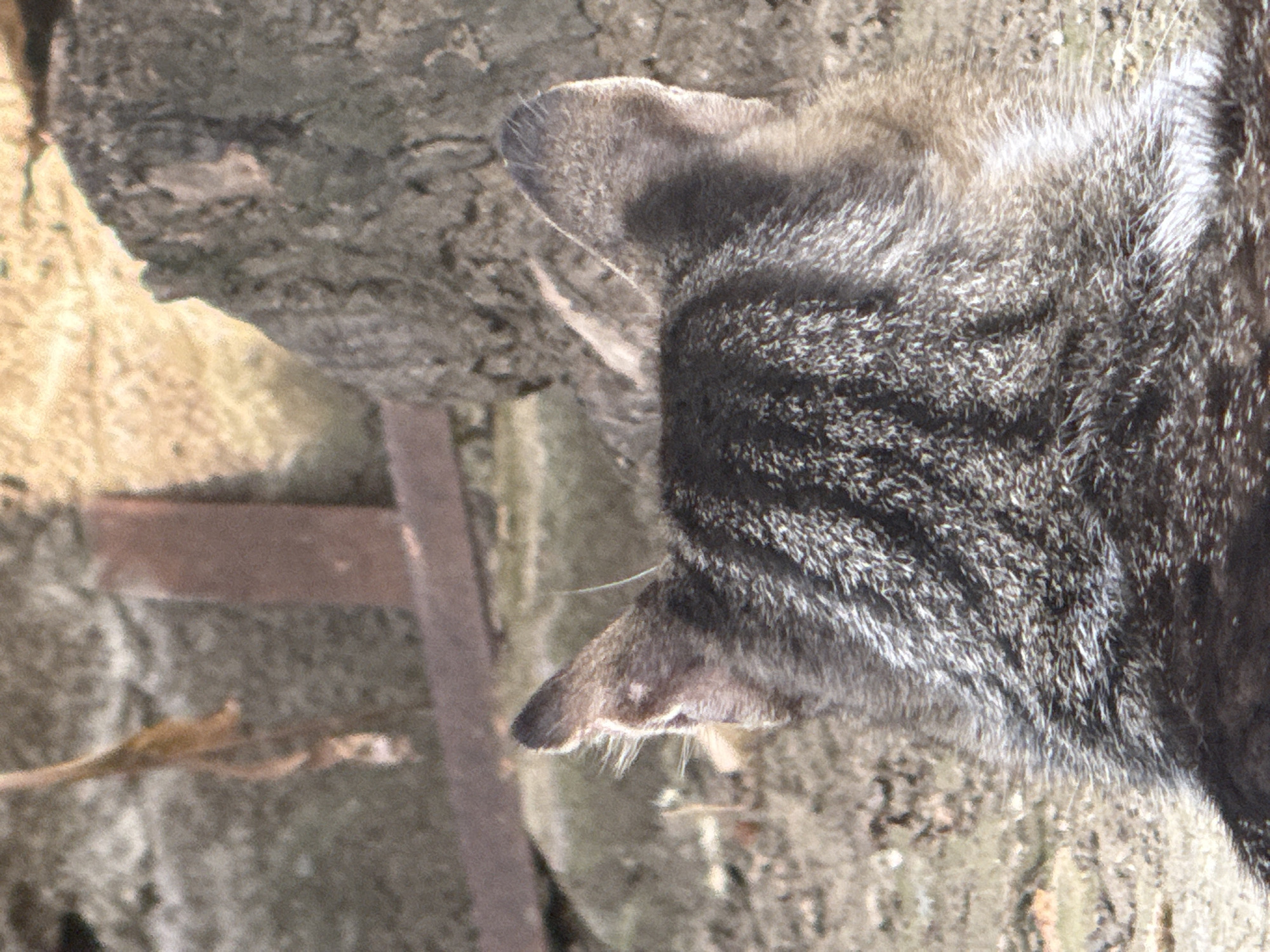 The image shows the back of a tabby cat's head, facing away from the camera. The cat has dark grey and black stripes on its fur. The cat is positioned on the ground, which appears to be dirt or gravel. In the background, there are some rocks and a wooden structure. There is no indication of the city of Tbilisi, Georgia.