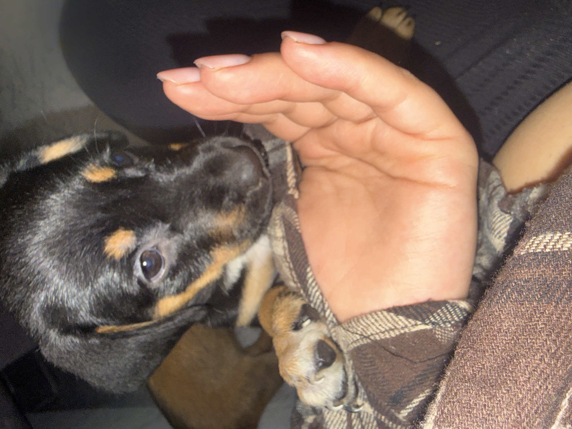 This close-up shot captures a tender moment between a human and a young puppy, likely indoors in Birobidzhan, Russia. A small, black and tan puppy is nestled against what appears to be a person, with a human hand gently resting nearby. The puppy's fur is predominantly black with distinct tan markings around its eye and muzzle. One dark, expressive eye of the puppy is clearly visible, reflecting a subtle light source.
The human hand, featuring light skin and natural-colored, manicured nails, appears soft and protective. The puppy is partially covered or surrounded by a brown and cream plaid fabric, possibly a flannel shirt or blanket, adding to a cozy and intimate atmosphere. Another dark brown, textured fabric is visible in the background, further suggesting a warm, indoor setting. The lighting is dim, contributing to a sense of comfort and affection. No text is visible in the image.
