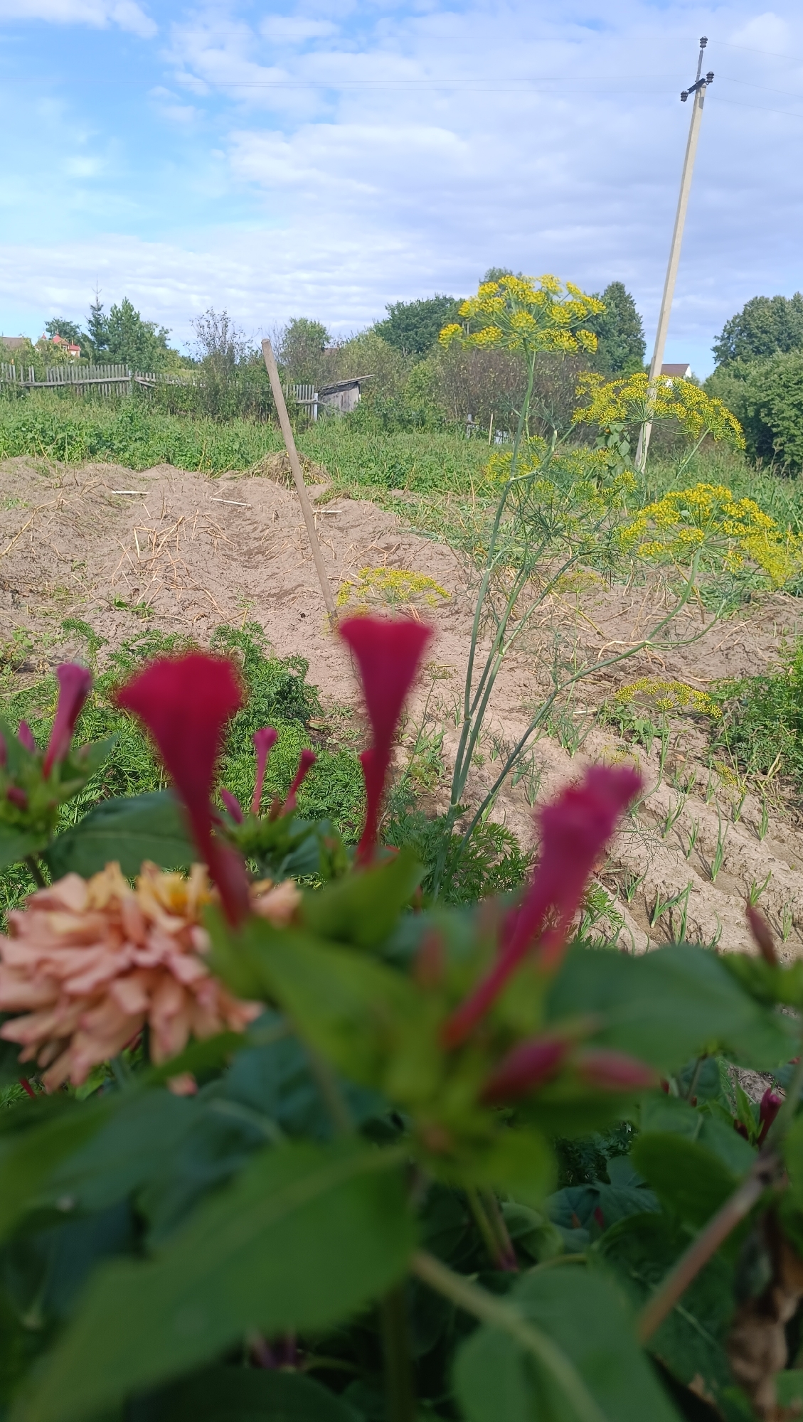 The image shows a rural scene with a garden and a wooden fence in the background. In the foreground, there are several flowers, some of which are in focus and some are blurred. There are also green leaves and stems. The ground is covered with soil and dry grass. In the background, there are trees and a blue sky with white clouds. There is a wooden pole with wires running across it, which might indicate a utility pole. The scene appears to be in a garden or a rural area. There is no indication of the city of Karsha, Russia, or any people present in the image.