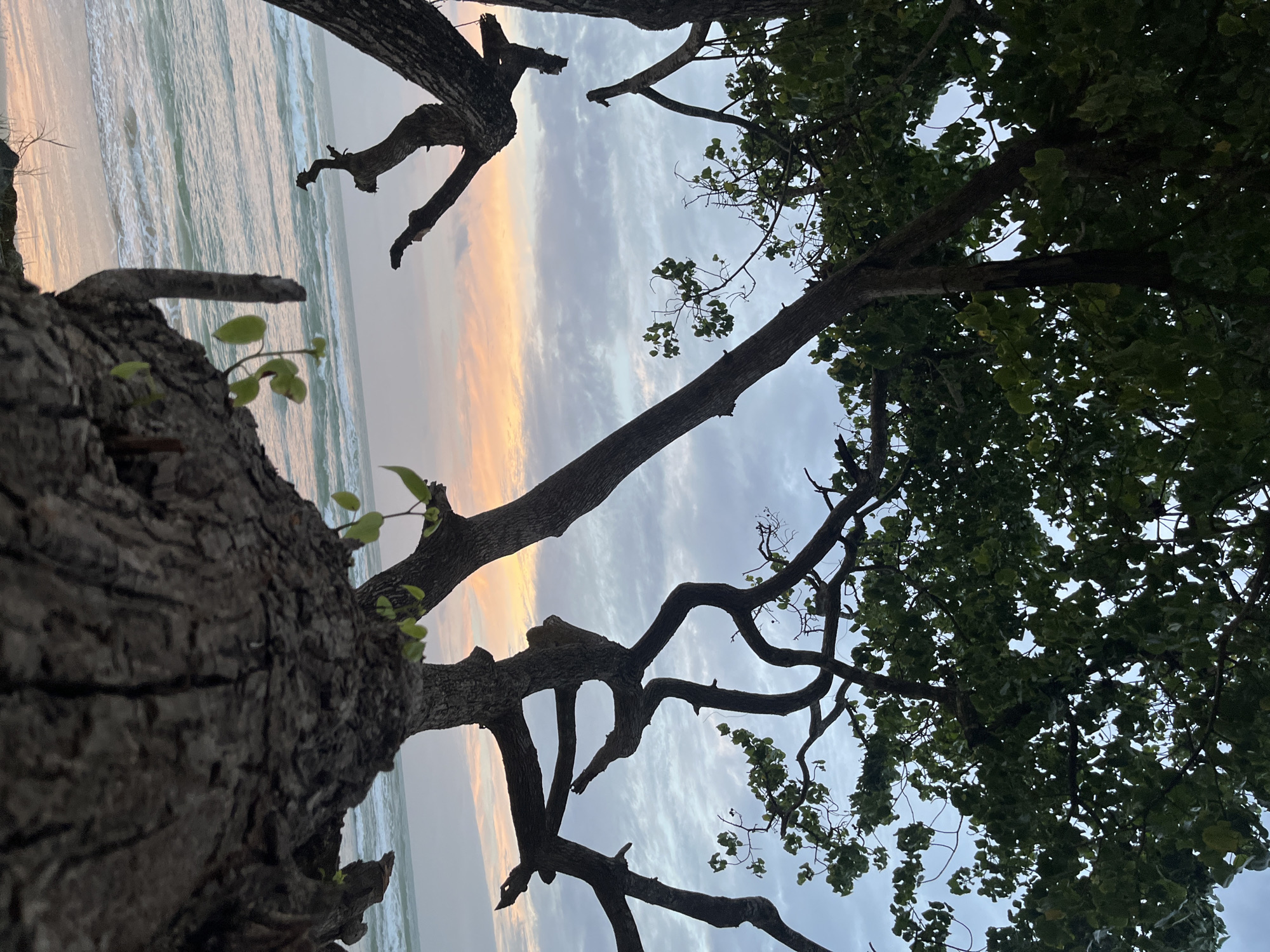 A low-angle shot captures a cluster of trees in the foreground, their gnarled branches silhouetted against a pastel sky at dusk. The ocean stretches to the horizon, with gentle waves lapping at a sandy shore. The sky is a canvas of soft pinks, oranges, and blues, with wispy clouds. The trees are lush with green leaves, their dark trunks and branches creating a dramatic contrast. The scene is serene and tranquil, with a sense of natural beauty and peace. The location is the city of Kathaluwa, Sri Lanka.