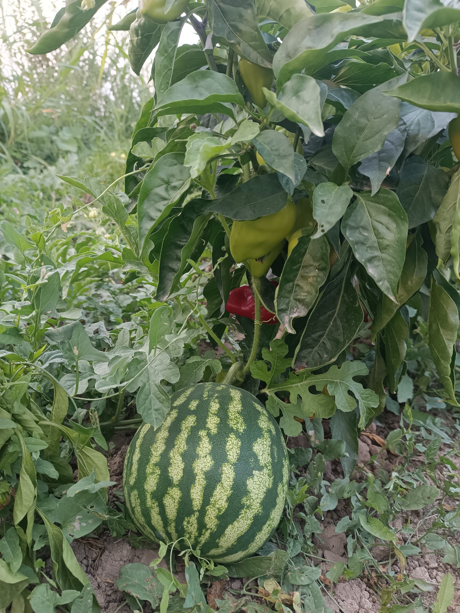 A ripe watermelon with green stripes rests on the soil next to a pepper plant with green and red peppers. The pepper plant has large, dark green leaves and is growing in a garden. In the background, there are other plants and vegetation. The overall scene suggests a garden harvest or a farm setting in the village of Myrza-Ake, Kyrgyzstan.