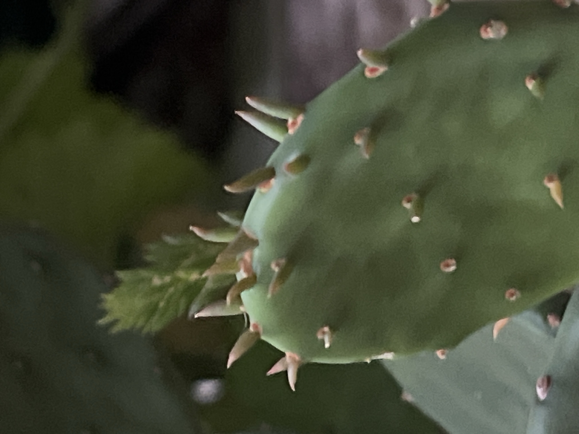 The image shows a close-up of a prickly pear cactus pad with new growth. The pad is green and oval-shaped, with numerous small spines protruding from its surface. At the top of the pad, several new, pale green shoots are emerging, some with sharp tips. The background is blurred and consists of dark green and black foliage, suggesting an outdoor environment. The overall impression is one of fresh growth and resilience. There is no visible indication of the specific location within Tvarditsa, Bulgaria.