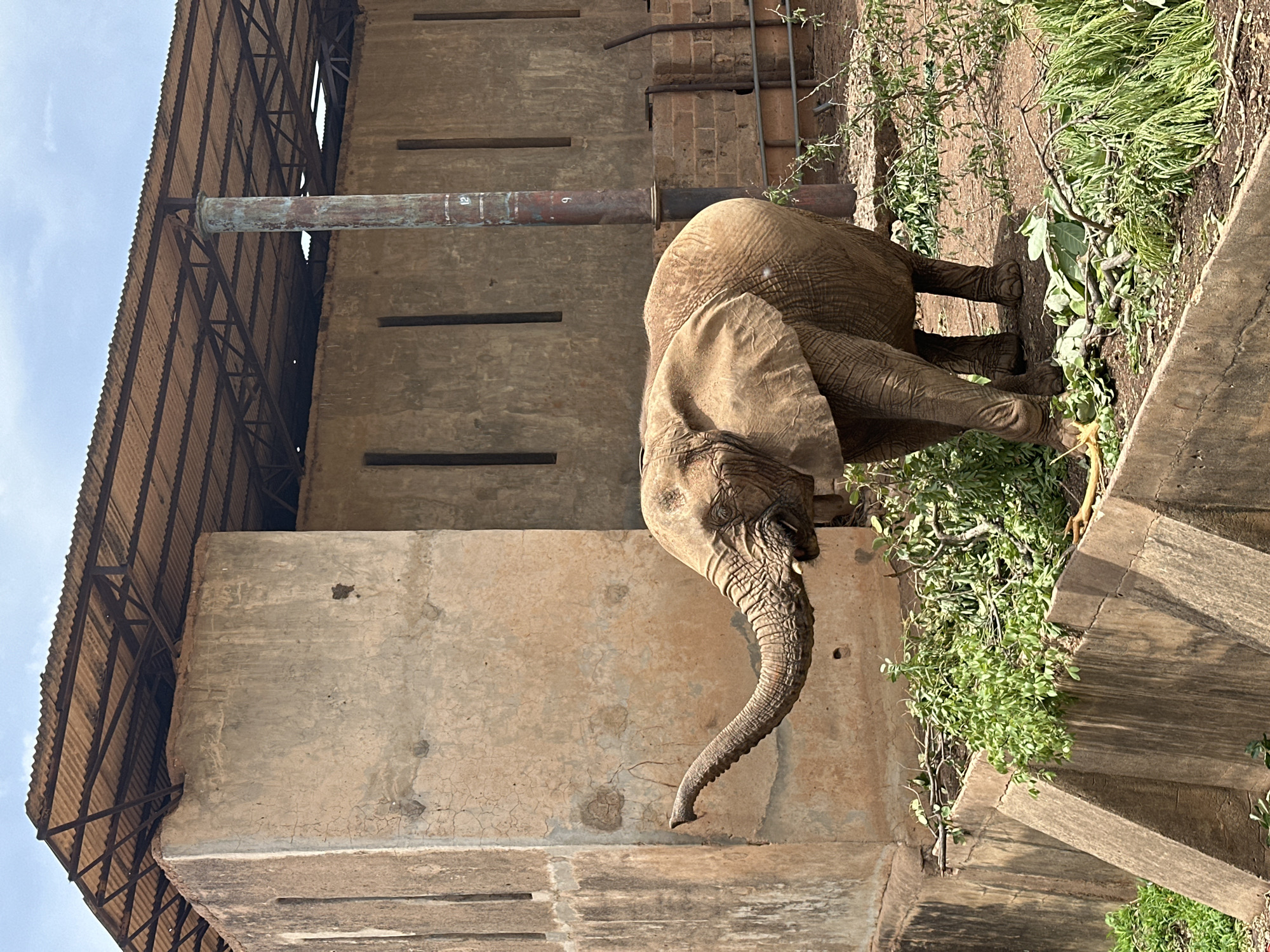 An African elephant stands in an outdoor enclosure, focused on eating green foliage. The elephant, with its large, wrinkled grey skin and visible trunk, has its head lowered towards a patch of dense green leaves and branches on the ground, indicating it is actively feeding. Its large ears are partially visible, characteristic of an African elephant.
The elephant is positioned next to a tall, weathered concrete building or structure, possibly a water tower or an industrial facility. The building's side features several narrow, vertical rectangular openings. Above the concrete structure, a corrugated metal roof system is visible, supported by metal trusses, set against a bright, clear sky. A long, rusty metal pipe extends horizontally from the building, roughly at the elephant's shoulder height, with the faint numbers "12" and "9" etched onto its surface.
The ground around the elephant is a mix of packed dirt, concrete, and abundant green vegetation. The scene is well-lit, suggesting daytime with clear weather. This environment, featuring both natural elements and sturdy, aging man-made structures, is consistent with a location such as Jos, Nigeria, where such an elephant might be found in a zoo or sanctuary setting. The elephant appears calm, engrossed in its activity.