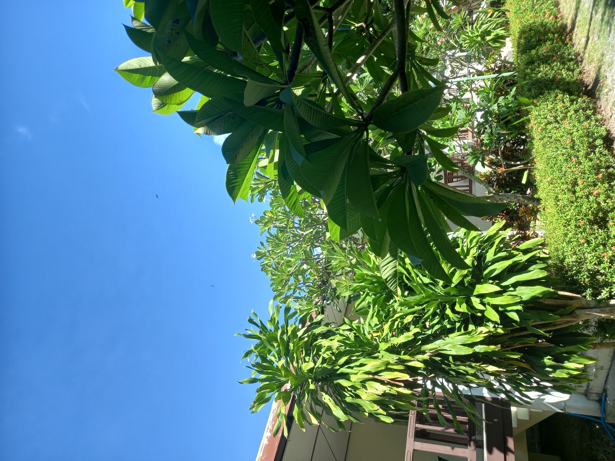 A low-angle outdoor shot captures a bright, sunny day in Baan Mae Nam, Thailand. The scene is dominated by lush green foliage against a clear blue sky. In the foreground, large, glossy leaves of a tropical plant obscure the upper right portion of the frame, with branches casting shadows. To the left, a tall, multi-stemmed plant with long, slender leaves reaches towards the sky. Behind these plants, a building with a brown-roofed overhang and wooden railings is visible. A low, manicured hedge with small red flowers runs along the bottom of the frame. The sky is mostly clear, with a few faint wisps of clouds and two small, dark specks that appear to be birds in flight. The overall impression is one of a serene, tropical environment.