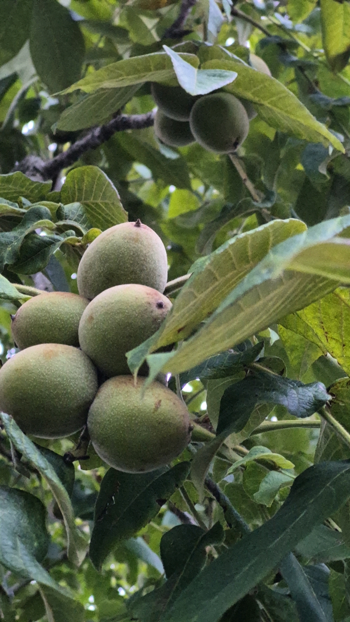 This is a close-up, vertical, outdoor, natural light photograph of several green, unripe walnuts hanging from a tree branch. The walnuts are clustered together, with five visible in the foreground and a few more in the background, partially obscured by leaves. The walnuts are oval-shaped and covered in a soft, fuzzy green husk. The leaves are a vibrant green and appear lush, suggesting a warm season. The background is softly blurred, with hints of more greenery and tree branches, creating a natural setting. The overall impression is one of growth and abundance in nature. No people, text, or specific time of day or weather conditions are discernible, though the lighting suggests it is daytime. The location context of Krauja, Latvia, places this image in a temperate climate, consistent with the presence of walnut trees.