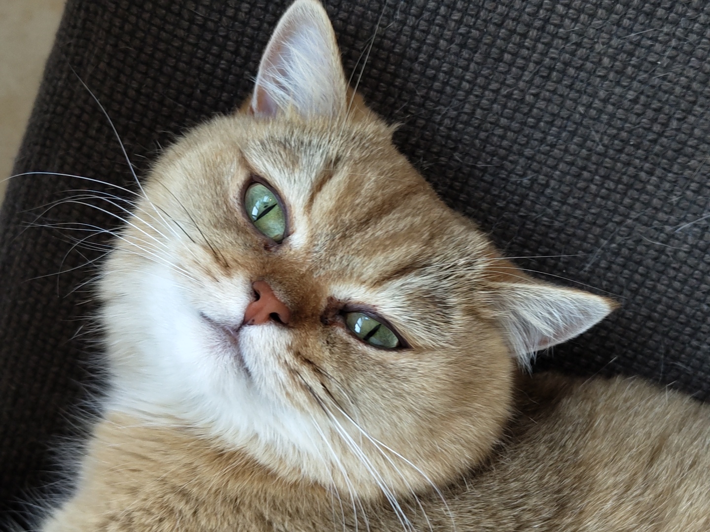 The image shows a close-up, overhead view of a golden-colored cat lying on a dark brown, textured surface, possibly a couch or chair. The cat's head is tilted, revealing its face with striking green eyes and a pink nose. The fur appears soft and well-groomed. Whiskers are prominent and spread outwards. The background is out of focus, suggesting the subject is the primary focus of the photograph. There is no indication of location within Krasnodar, Russia, or any specific environmental context beyond the immediate surface the cat is resting on. No people or interactions are visible.