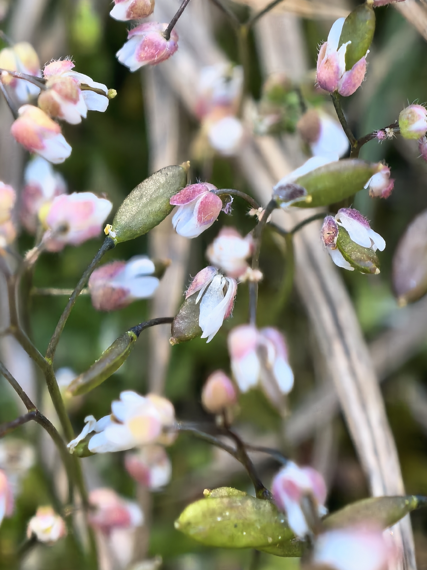 A close-up reveals a cluster of delicate, small flowers with white and pink petals emerging from green seed pods. The flowers and pods are connected to thin, dark stems. In the background, dried grasses and subtle hints of green foliage suggest a natural environment. The location is unspecified.
