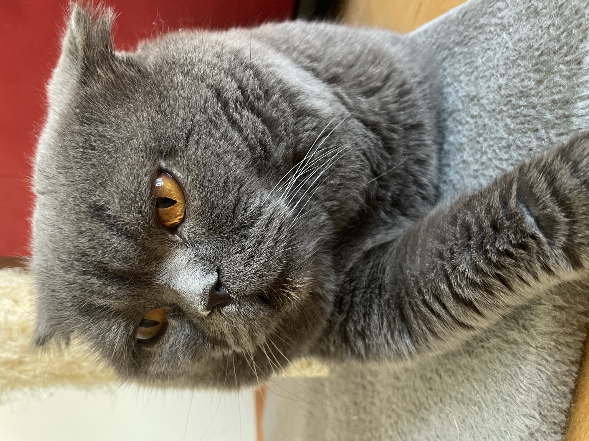 A close-up, overhead shot captures a British Shorthair cat with striking amber eyes. The cat's fur is a dense, medium gray, with a soft texture evident. Its head is tilted, and its gaze is directed slightly off-camera, giving it a pensive or curious expression. The cat's ears are small and rounded, typical of the breed. Long, white whiskers fan out from its muzzle.
The cat appears to be resting on a light-colored, fuzzy surface, possibly a carpet or a pet bed, which contrasts with its darker fur. Behind the cat, a blurred red background suggests an indoor setting, perhaps a wall or furniture. To the right, a hint of a wooden surface can be seen.
The lighting suggests daytime, likely indoors with natural light filtering in, creating subtle shadows and highlighting the texture of the cat's fur and eyes. There is no visible text in the image. The overall impression is one of quiet repose and close observation of the feline subject.