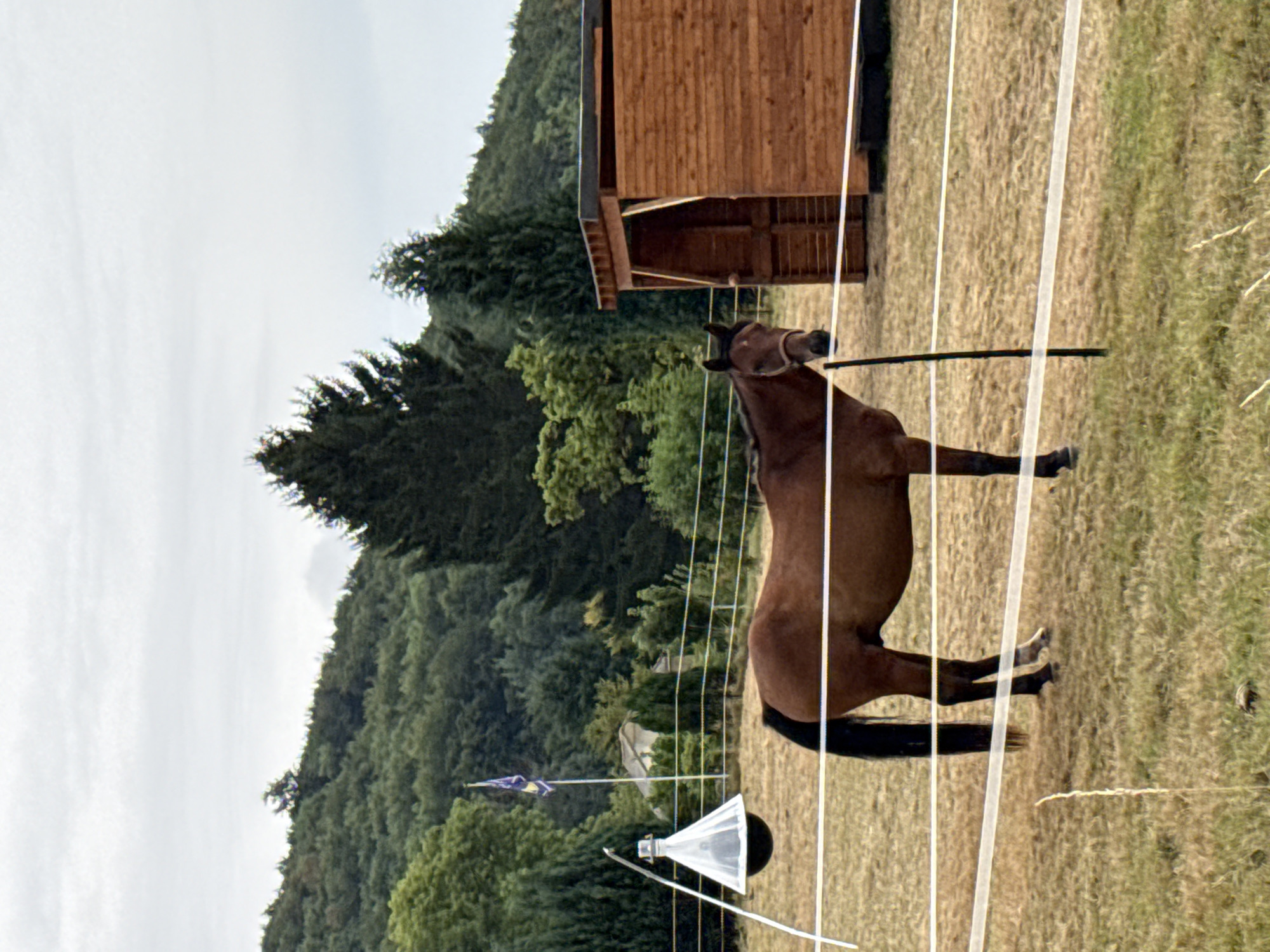 A brown horse stands in a fenced-in field in Bad Sachsa, Germany. The horse is facing the camera and is in the center of the frame. The field is covered in dry grass, and there is a wooden stable to the right of the horse. In the background, there are trees and a hill. The sky is overcast. There is a fly trap hanging from a pole to the left of the horse.