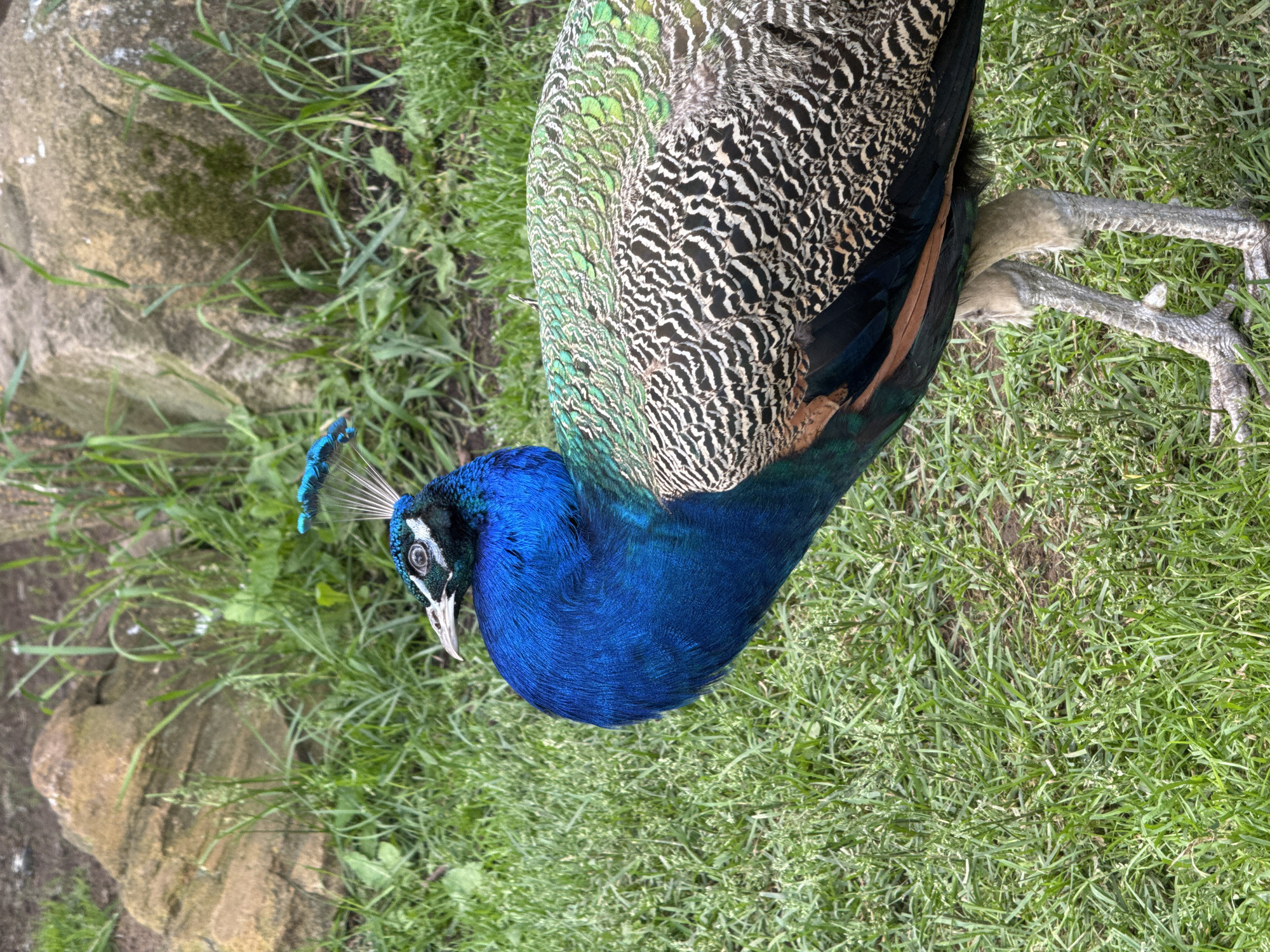 This image captures a peacock (Pavo cristatus) standing on a grassy surface in Izhevsk, Russia. The peacock is positioned centrally within the frame, facing left with its head slightly turned towards the viewer. Its head and neck display vibrant iridescent blue plumage. A small crest of blue-tipped feathers with white quills extends from the top of its head. A distinct white patch is visible below its eye. The bird's chest is a rich, deep blue, transitioning to iridescent green and coppery-bronze feathers along its upper back and wings. The lower body feathers exhibit a detailed black and white scalloped pattern, with some darker, iridescent green and brown feathers visible beneath. Two grey, scaly legs and feet are visible at the bottom of the frame, resting on the ground. The environment consists of green grass covering most of the ground, with some patches of exposed soil. In the background, large, light brown rocks are partially visible, surrounded by additional green vegetation and grass. The scene is illuminated by natural daylight. No other animals or human figures are present.