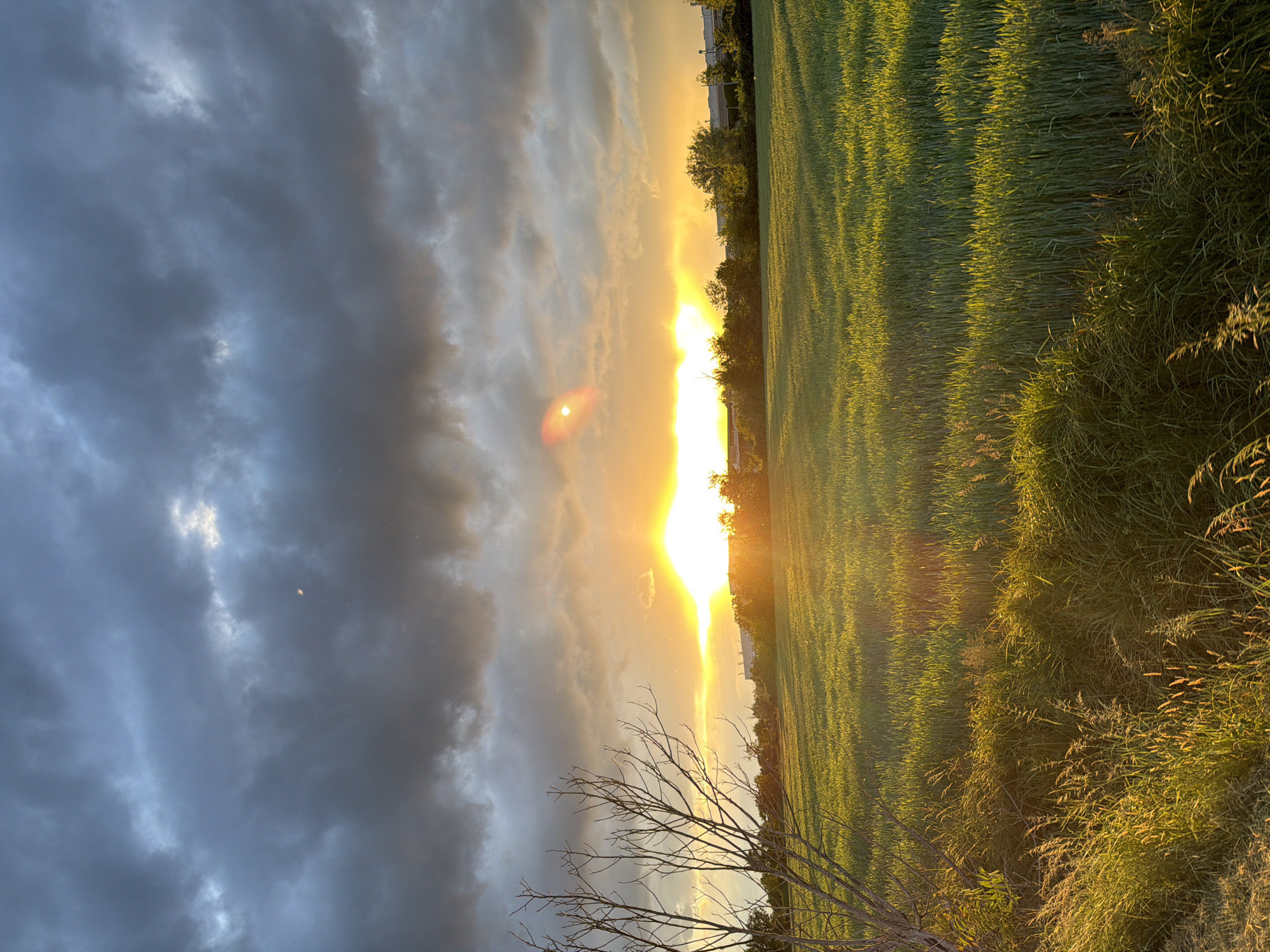 The image depicts a sunset over a field in Trezzano sul Naviglio, Italy. Dark, stormy clouds cover the left side of the frame, while the setting sun is centered, creating a bright, golden glow. A green field occupies the right side, extending into the distance. A bare tree with delicate branches is silhouetted in the lower left corner. The sun's rays are visible, creating lens flare. The sky and the sun are the source of light with different intensities that are reflected on the grass of the field.