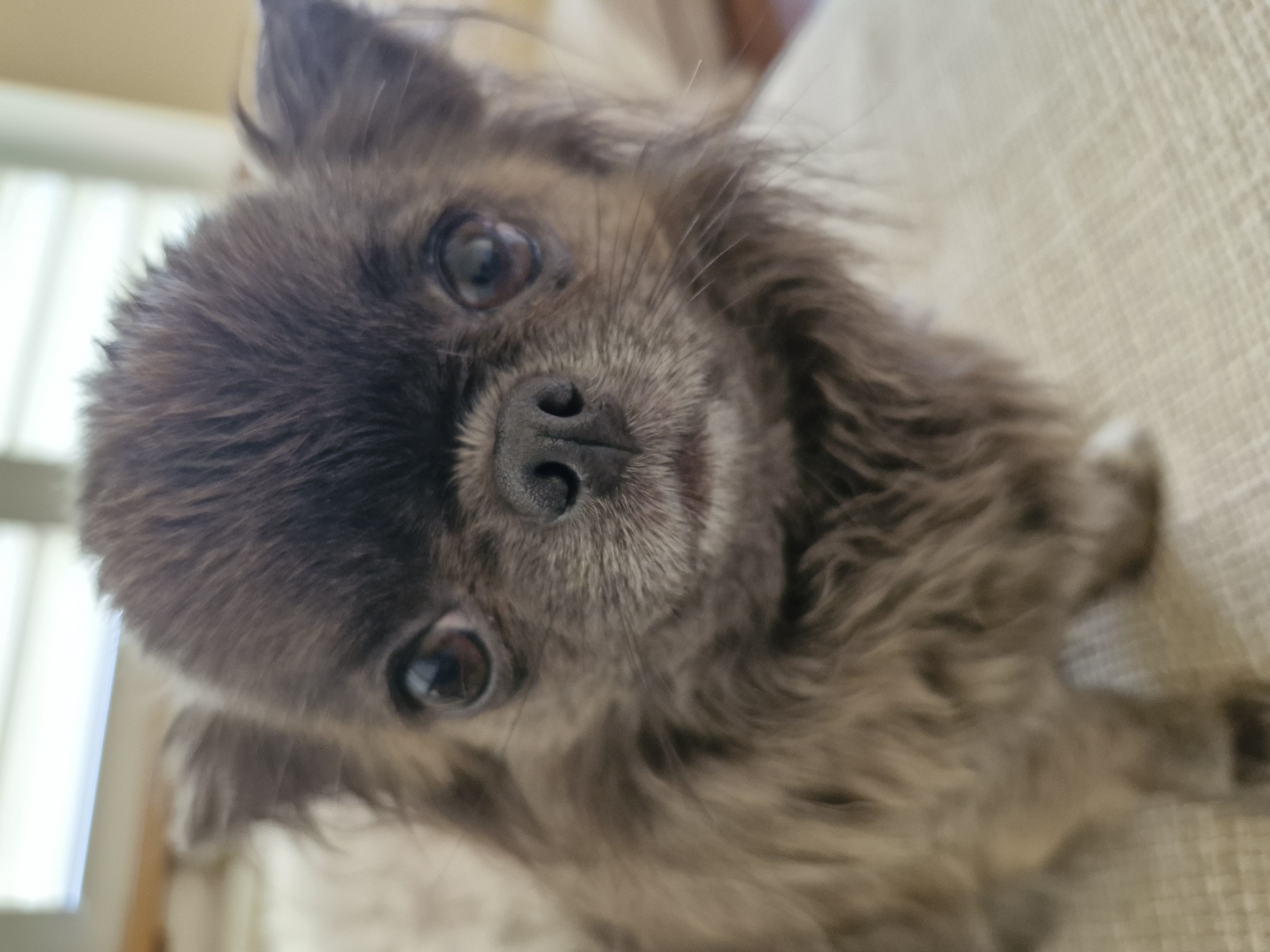 A close-up, eye-level portrait features a small, long-haired dog, likely a Chihuahua or similar toy breed. The dog's face and head are covered in dark gray-brown, fluffy fur, which transitions to a lighter golden-brown and tan on its partially visible body. It possesses large, dark, reflective eyes that gaze directly into the camera with an attentive and curious expression. A prominent black nose and visible whiskers further define its snout. The dog's head is slightly tilted, adding to its engaging demeanor.
The setting is indoors, with the background intentionally out of focus to highlight the subject. To the left, a bright, blurry area suggests a light source such as a window or a well-lit wall. To the right and behind the dog, a textured, light-colored fabric, possibly upholstery from a couch or chair, is visible. The lighting is soft and natural, indicating daytime. There is no discernible activity beyond the dog's focused observation of the viewer. No text is visible in the image.