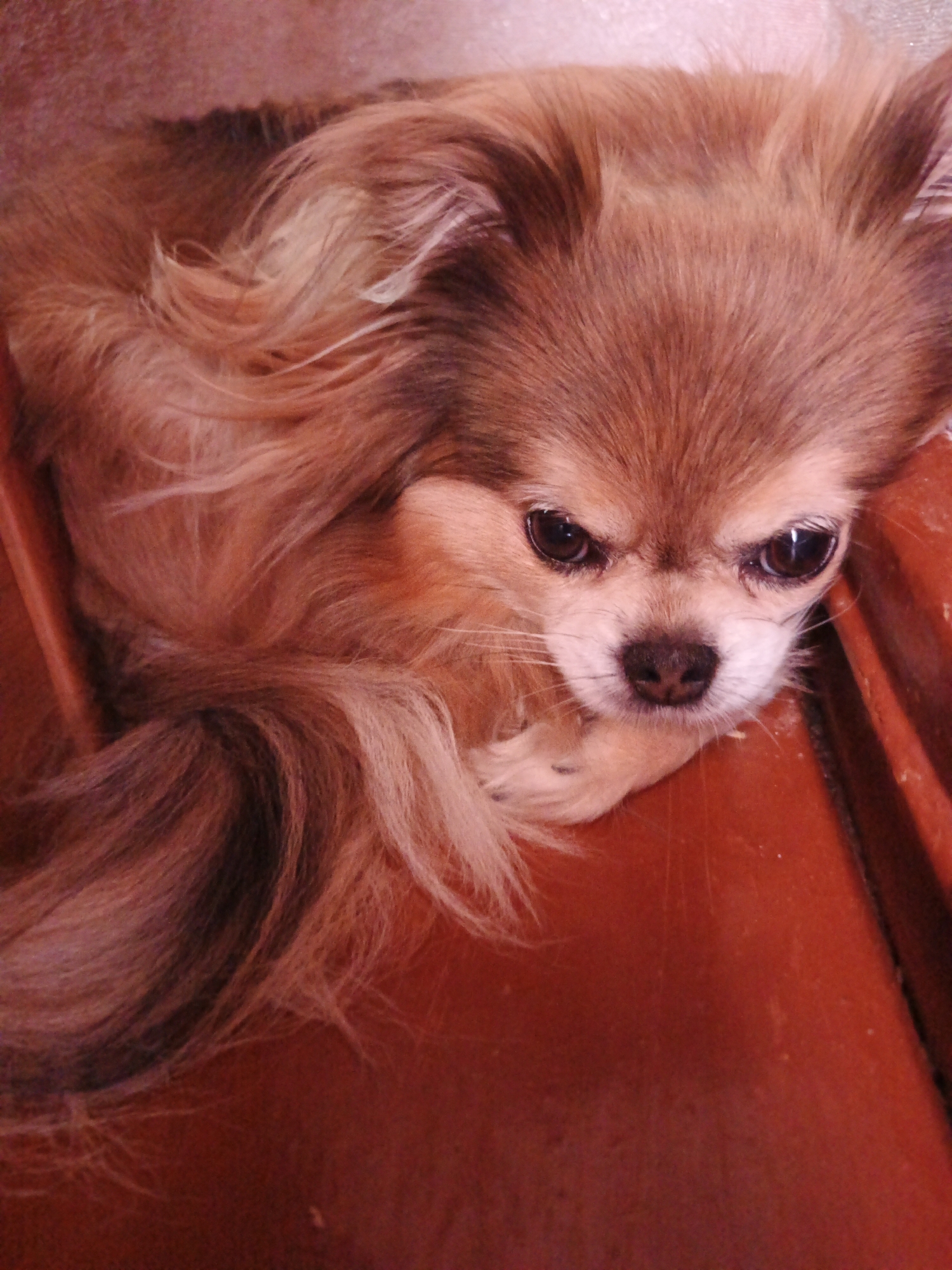 A long-haired, tan Chihuahua dog is shown in a close-up shot, resting on a reddish-brown surface. The dog's eyes are dark and prominent, and its nose is black and moist. Its ears are upright, and its tail is curled around its body. The dog's fur is a mixture of tan and brown, with lighter fur around its face. The background is out of focus, but appears to be a textured, reddish-brown surface, possibly a basket or container. The image has a warm, soft lighting. There is no visible indication of the location being in Medvedyovka, Russia.