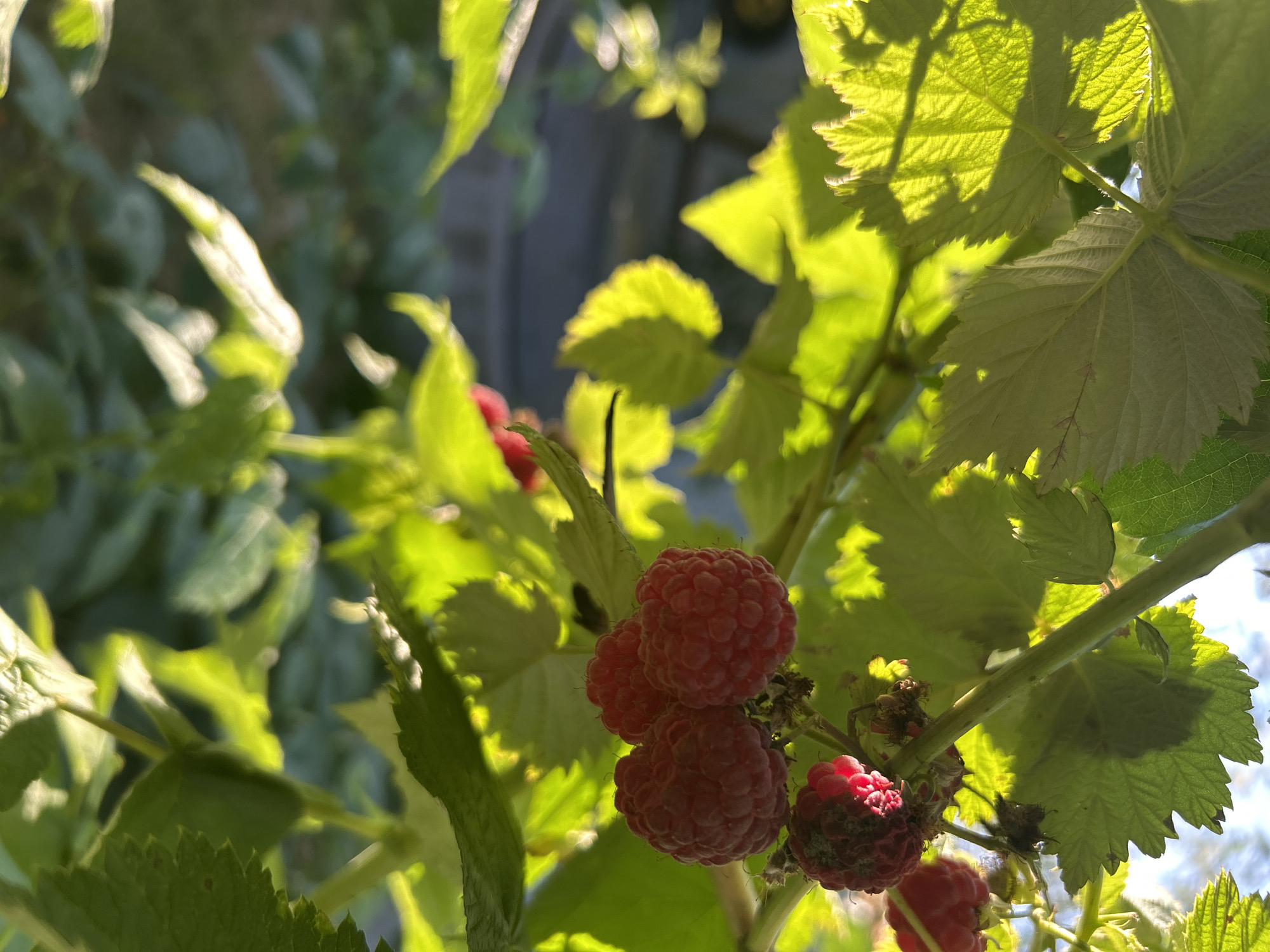The image shows a close-up view of raspberry bushes with ripe red raspberries and green leaves. The sun is shining brightly, casting dappled light and shadows on the foliage. The background is blurred, but appears to be an outdoor setting with some foliage and a fence or wall. There are no people or animals visible in the image.