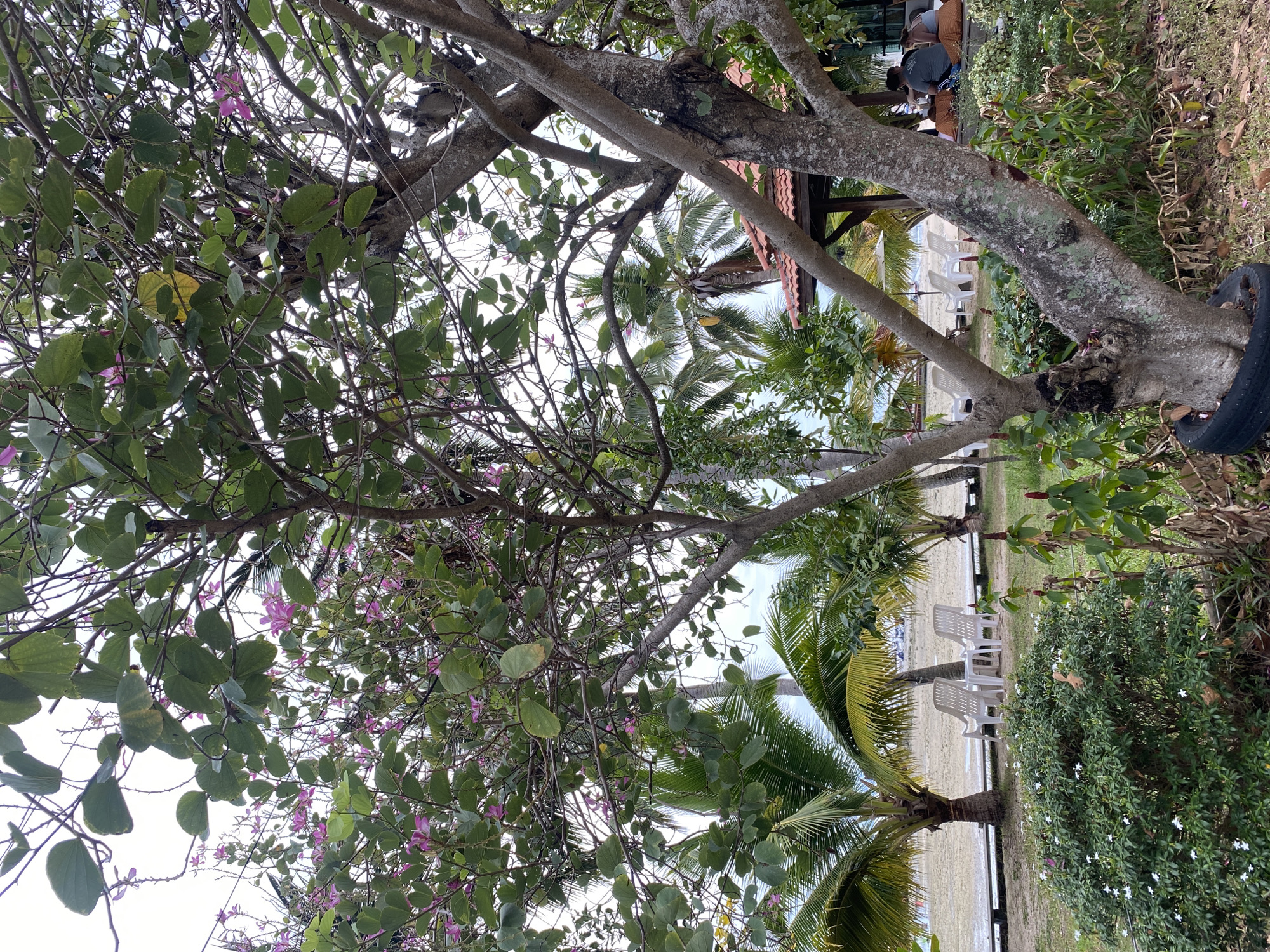The scene depicts a beachfront in Baan Thong Krut, Thailand. A large tree with green leaves and some pink flowers occupies the foreground, its branches reaching across the frame. In the middle ground, palm trees and white plastic chairs sit on the beach, leading towards a beach hut with a red tile roof. In the background, people sit beneath the beach hut. A tire hangs from the branch of the large tree. The sky is visible through gaps in the foliage.