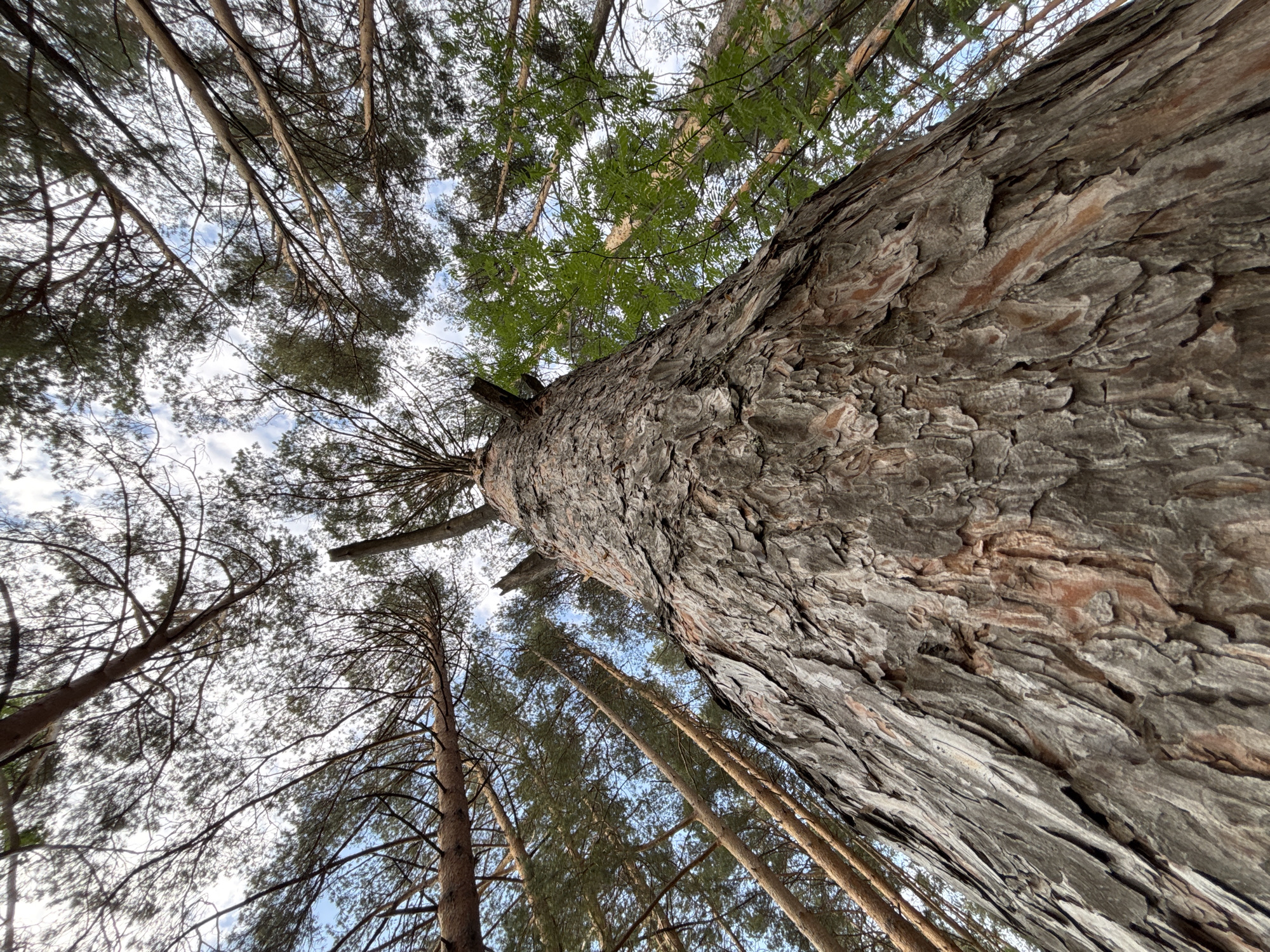 The image depicts a low-angle view of a forest, likely in Chaikovsky, Russia, judging by the types of trees present. The dominant feature is a thick tree trunk, heavily textured with rough, gray-brown bark, positioned centrally in the frame. Several other trees surround the central one, their thin trunks extending upwards. Their branches, with sparse foliage, stretch towards the sky. Patches of blue sky are visible between the branches. The overall environment is a dense forest setting with a mix of coniferous and deciduous trees. No people are visible.