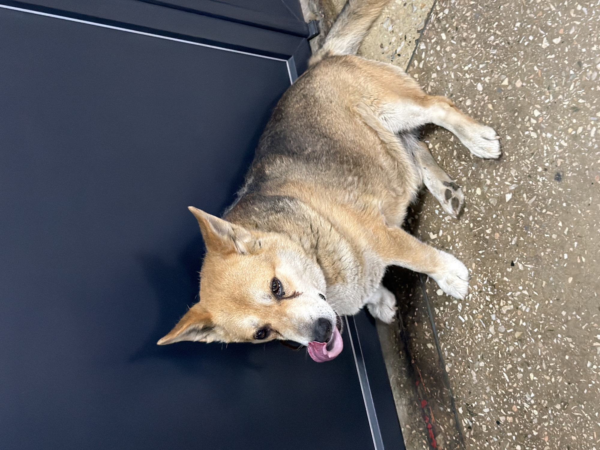 A medium-sized dog with tan and dark brown fur is sitting on a speckled concrete floor next to a dark blue wall. The dog is facing left, with its tongue extended and licking its nose. Its eyes are open, and it appears to be looking down. The background wall has a vertical white line on the right side. The concrete floor has small flecks of various colors, including white, black, and reddish-brown. There are faint red markings on the wall near the floor. The scene appears to be outdoors, possibly in an urban environment, but there is no specific indication of the city of Kyiv, Ukraine.