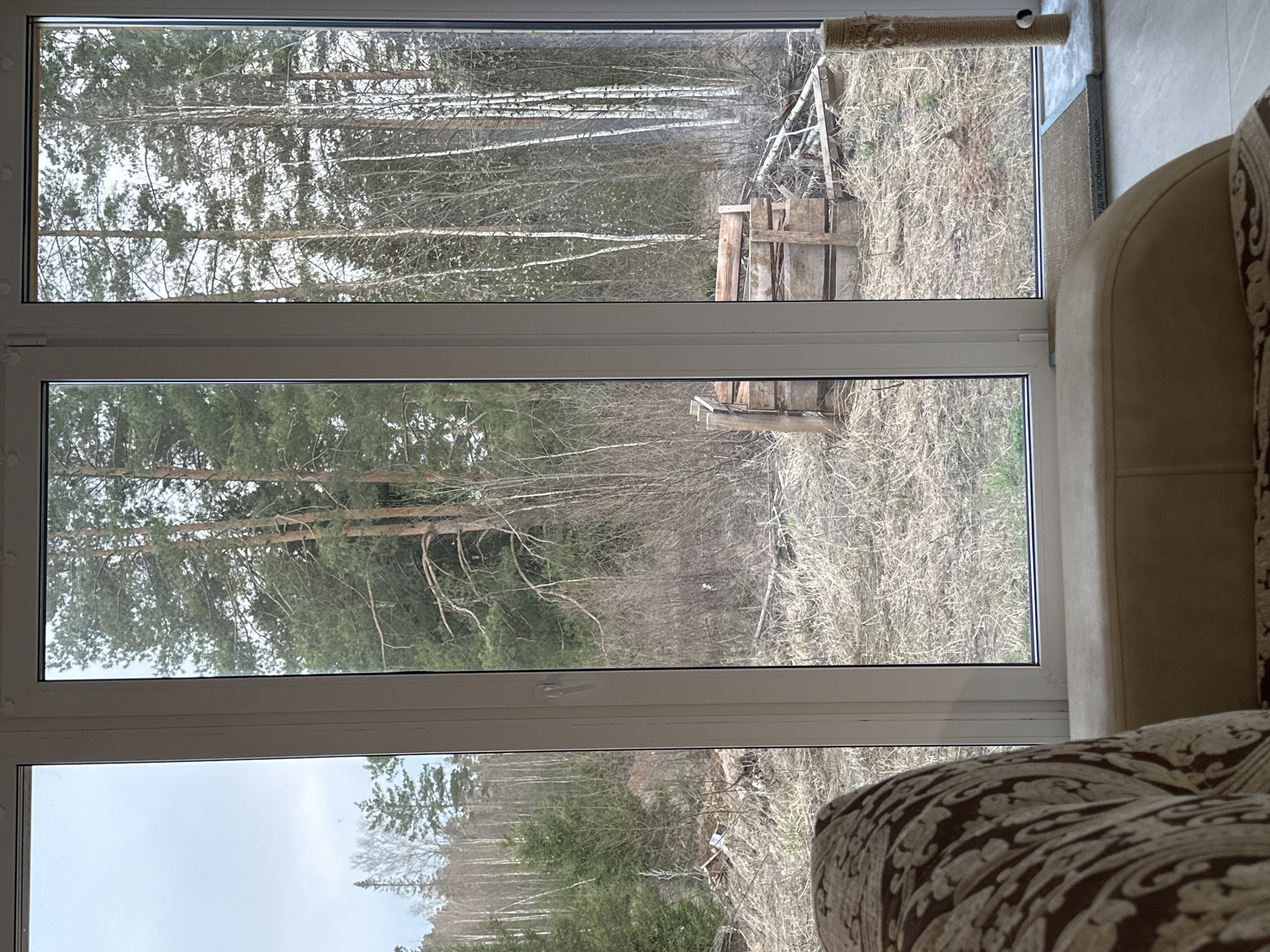 The image displays an indoor view looking out through a large, white-framed window. Inside, on the right side of the frame, a section of a beige sofa with a brown patterned upholstery is visible. Above it, a cat scratching post, or similar cat furniture, with a light-colored, textured surface and a small black-and-white toy ball, is attached to the wall. The scratching post features Russian text that reads "ДЛЯ ЛЮБИМЫХ КОШЕК," translating to "FOR BELOVED CATS."
Outside the window, a natural, unkempt landscape unfolds. The ground is covered with abundant dry, light-brown grass and scattered debris. A diverse forest dominates the background, featuring numerous tall pine trees with green needles, alongside many white-barked birch trees and other deciduous trees that are currently bare, suggesting either late autumn or early spring. In the middle ground, amidst the dry vegetation, a rustic wooden structure, possibly a small shed, compost bin, or a stack of timber, is visible, along with some other rough wooden frames and branches.
The time of day appears to be daytime, with soft, diffused light indicating an overcast sky rather than direct sunlight, as strong shadows are absent. The scene suggests a quiet, natural environment. Given the context, the location is Прикамский, Russia, which is consistent with the type of forest and landscape depicted. No people or active events are present in the frame.