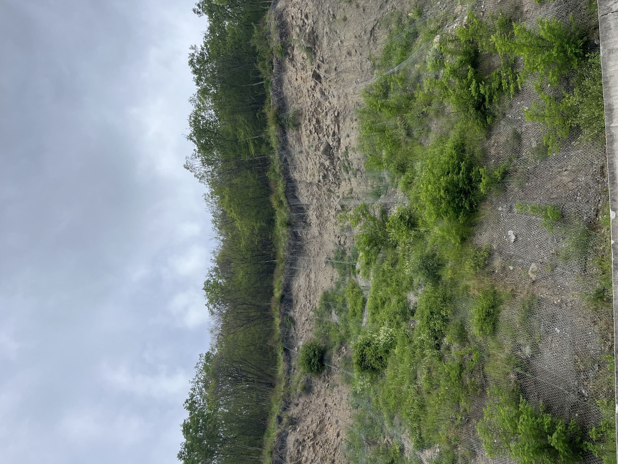 The image shows a steep, rocky slope covered with sparse vegetation. A wire mesh is draped over the slope, presumably to prevent rockfalls. The top of the slope is lined with trees. Above the trees is an overcast sky. Based on the context, this slope is located in Gospodintsi, Bulgaria.